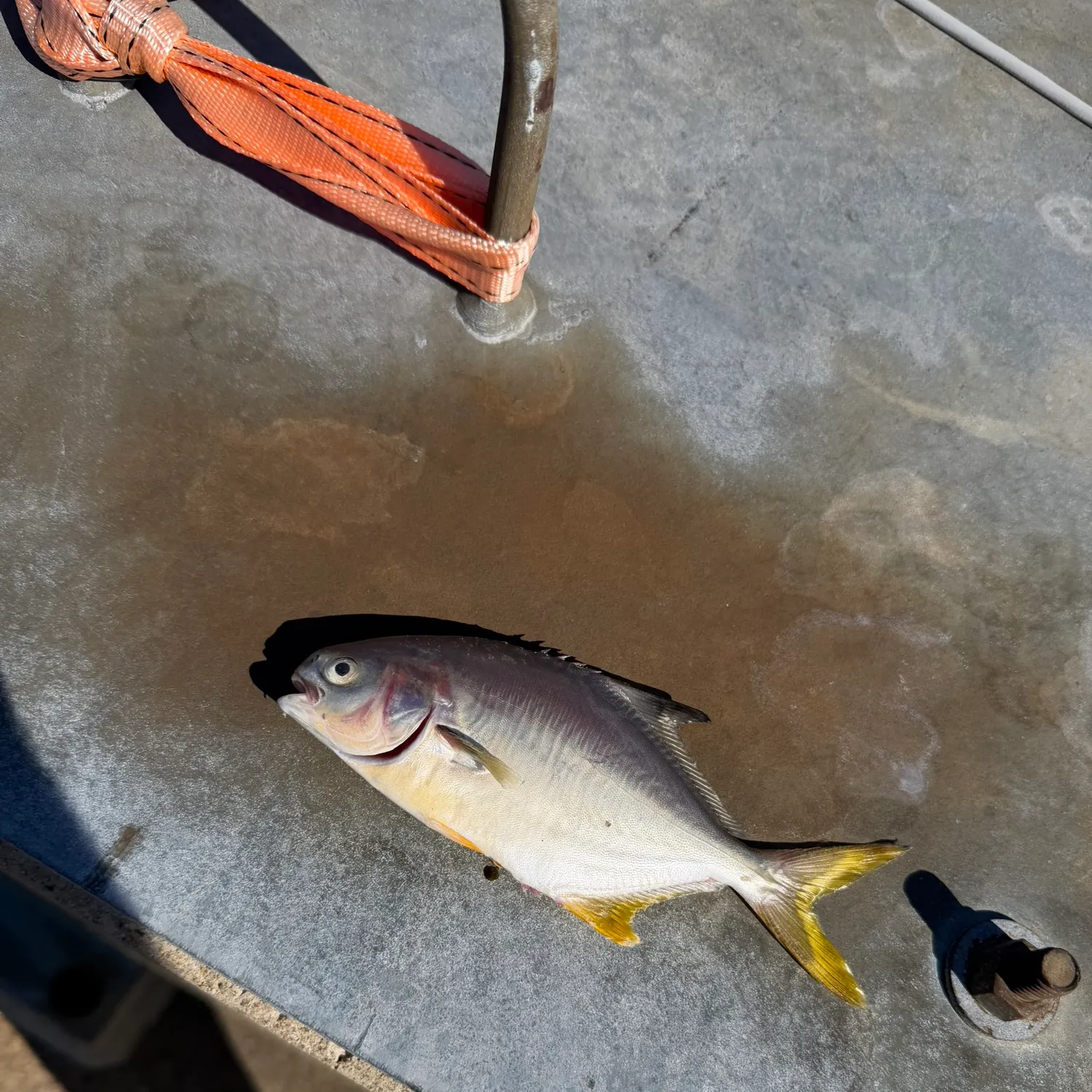 Florida pompano caught on Fishbrain