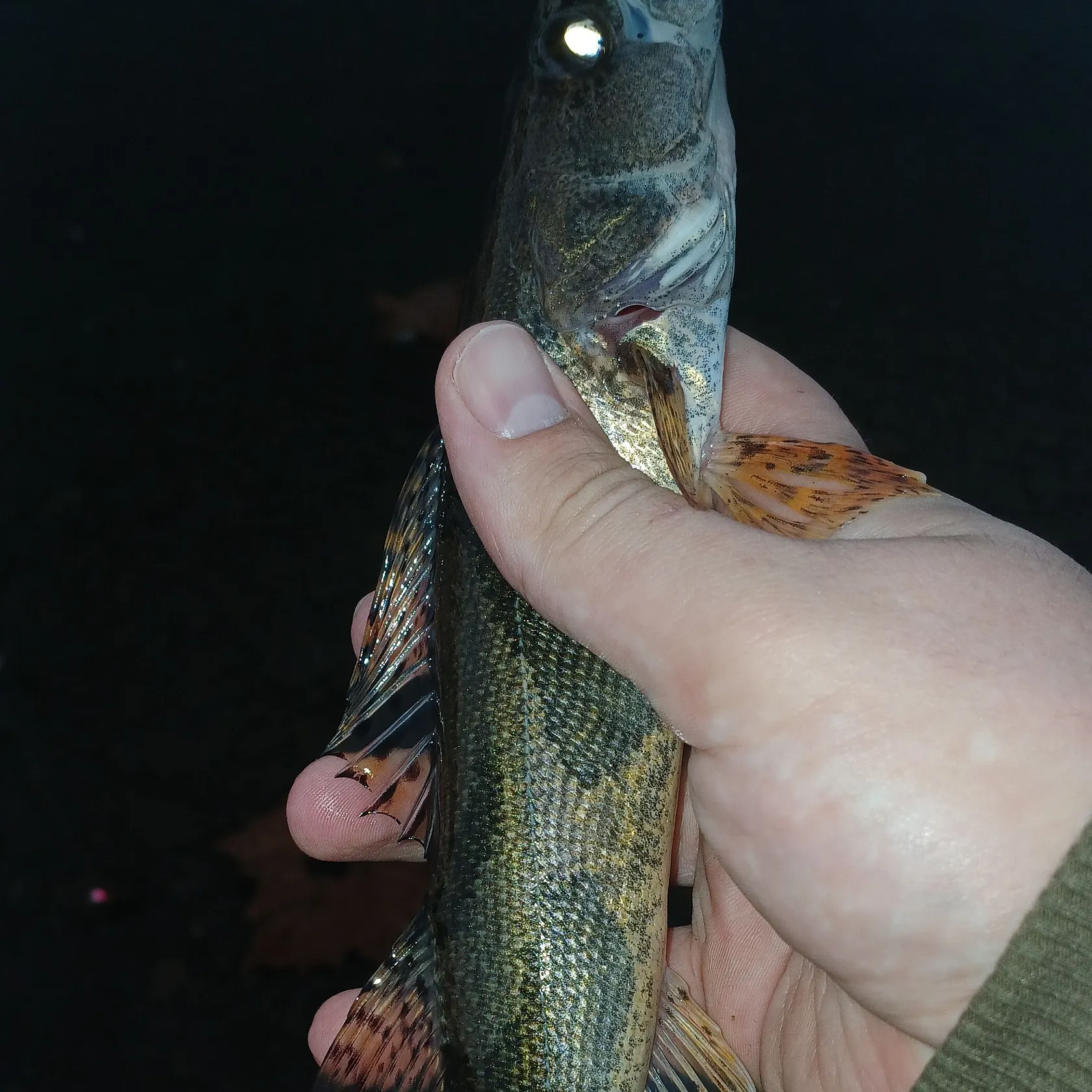 Sauger caught on Fishbrain