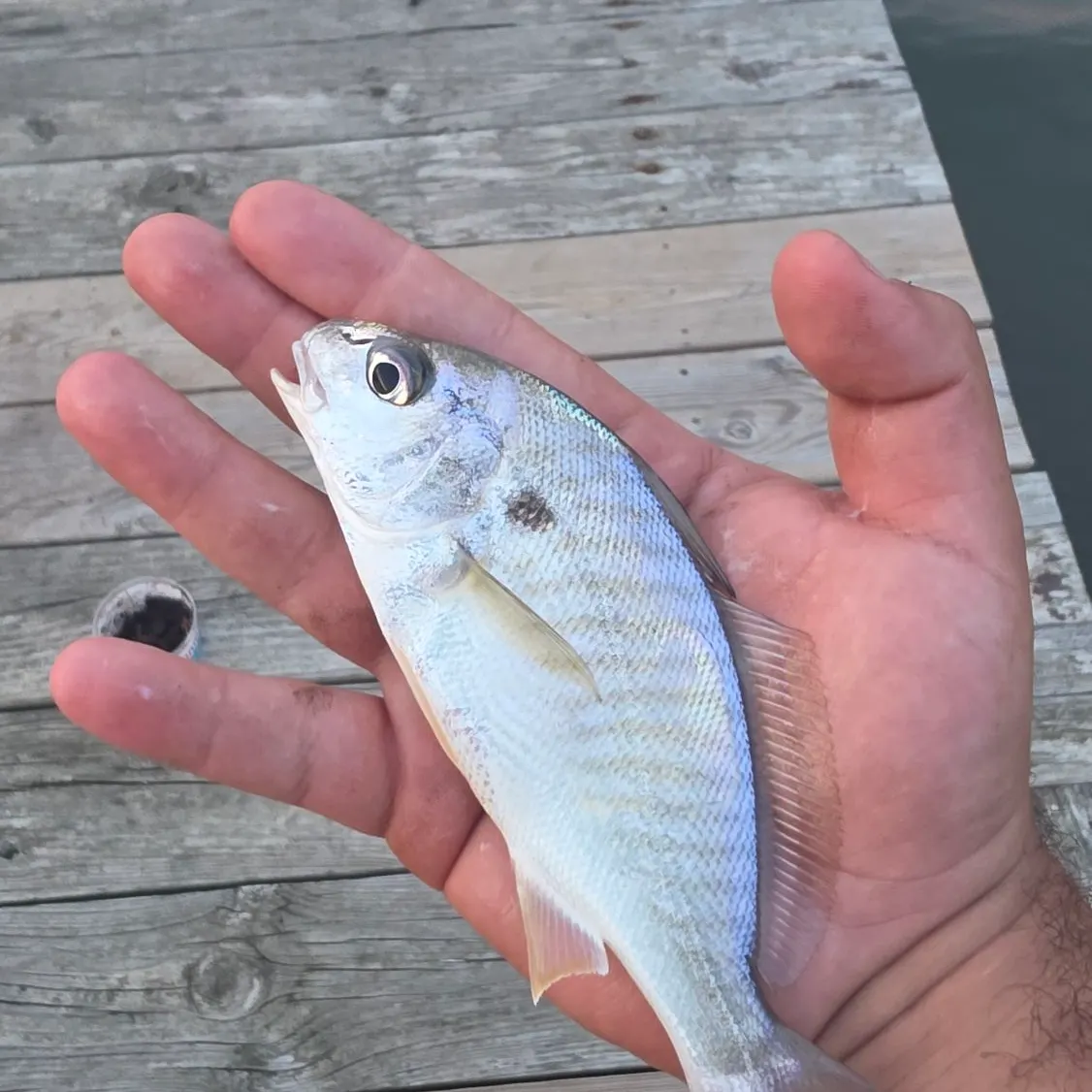 Spot croaker caught on Fishbrain