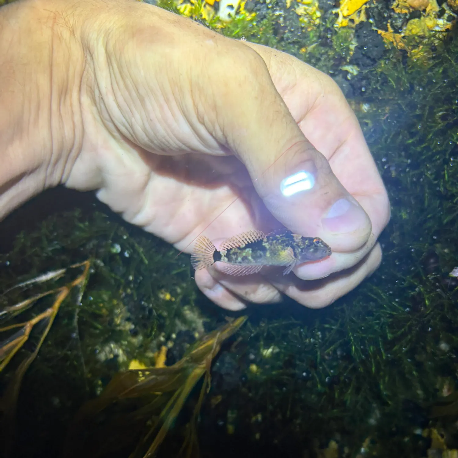 Longspined bullhead caught on Fishbrain