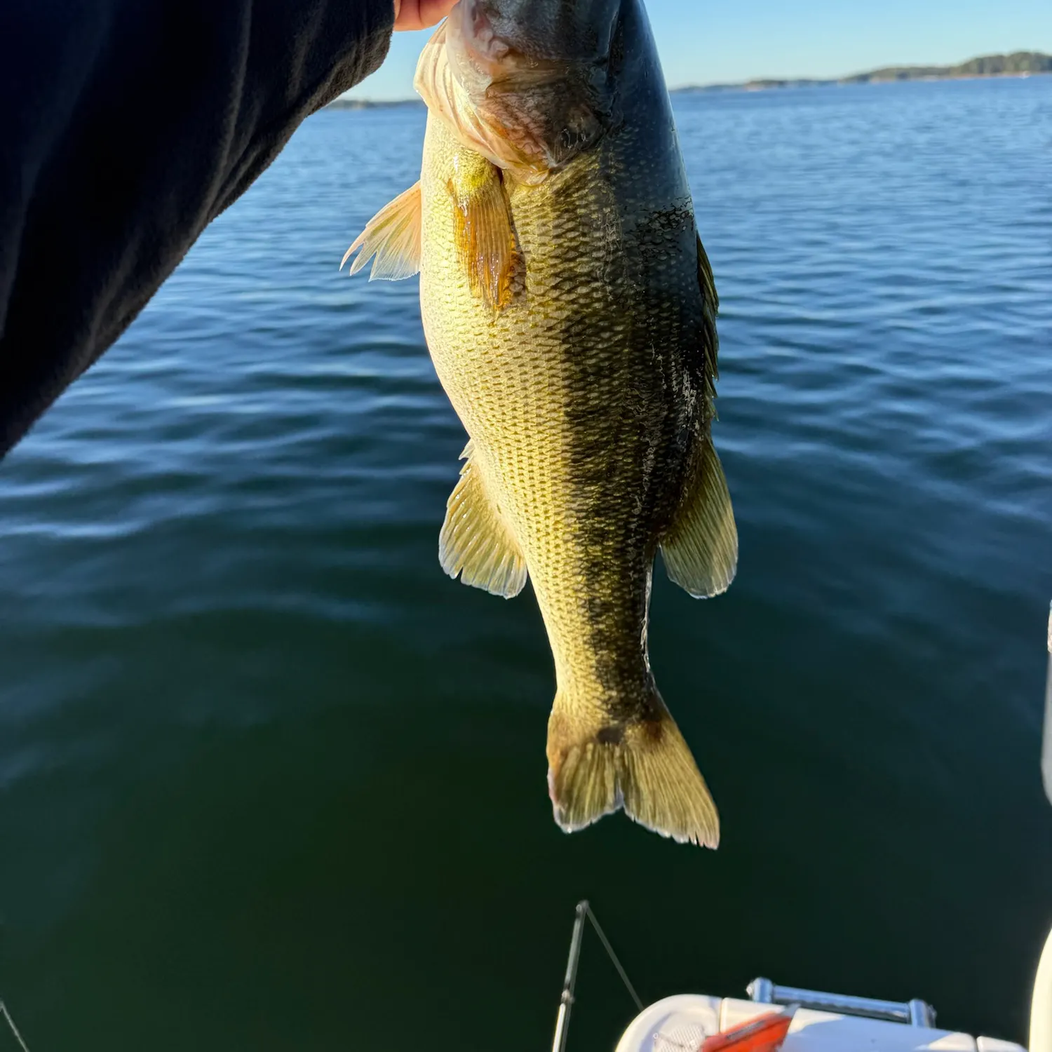Spotted bass caught on Fishbrain