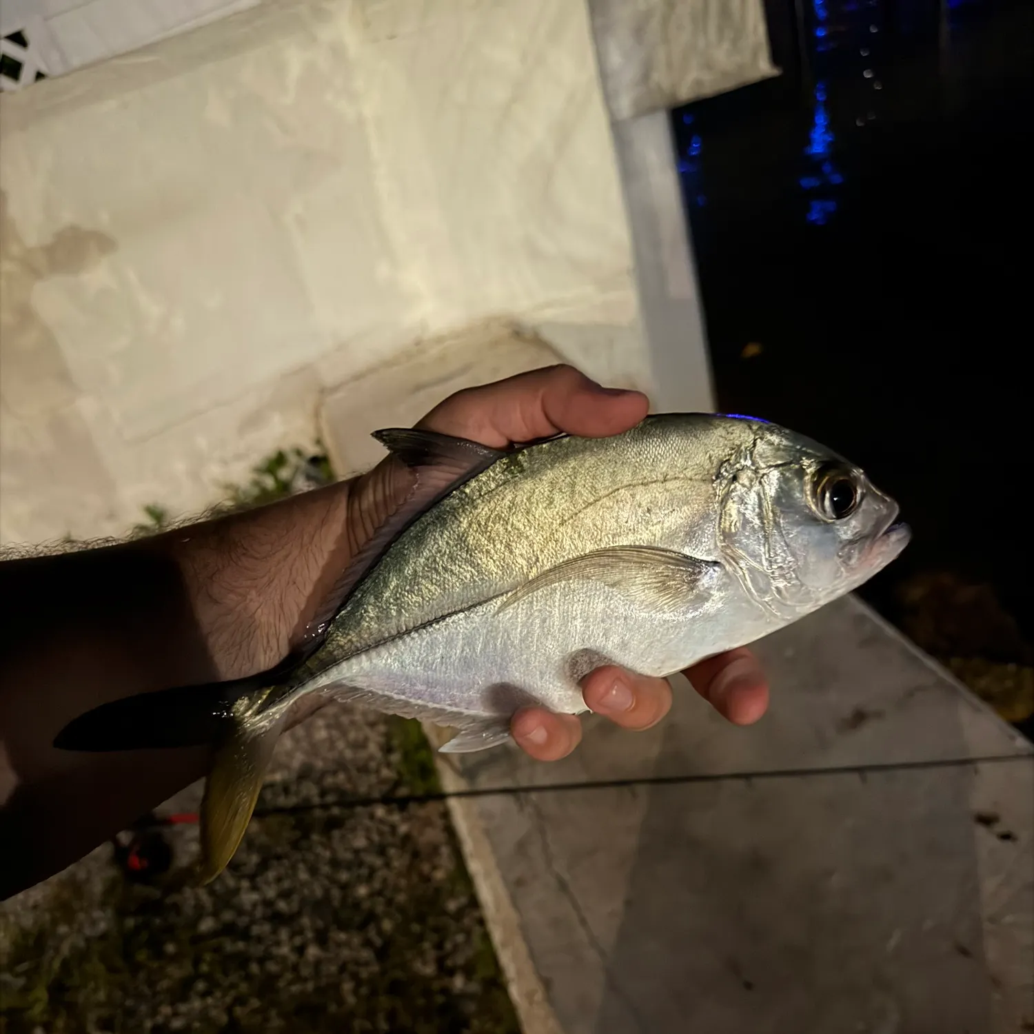 The most recent Almaco jack catches on Fishbrain