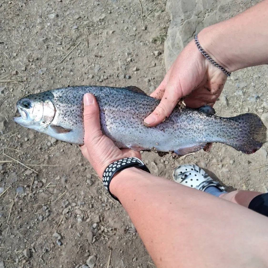 Rainbow trout caught on Fishbrain