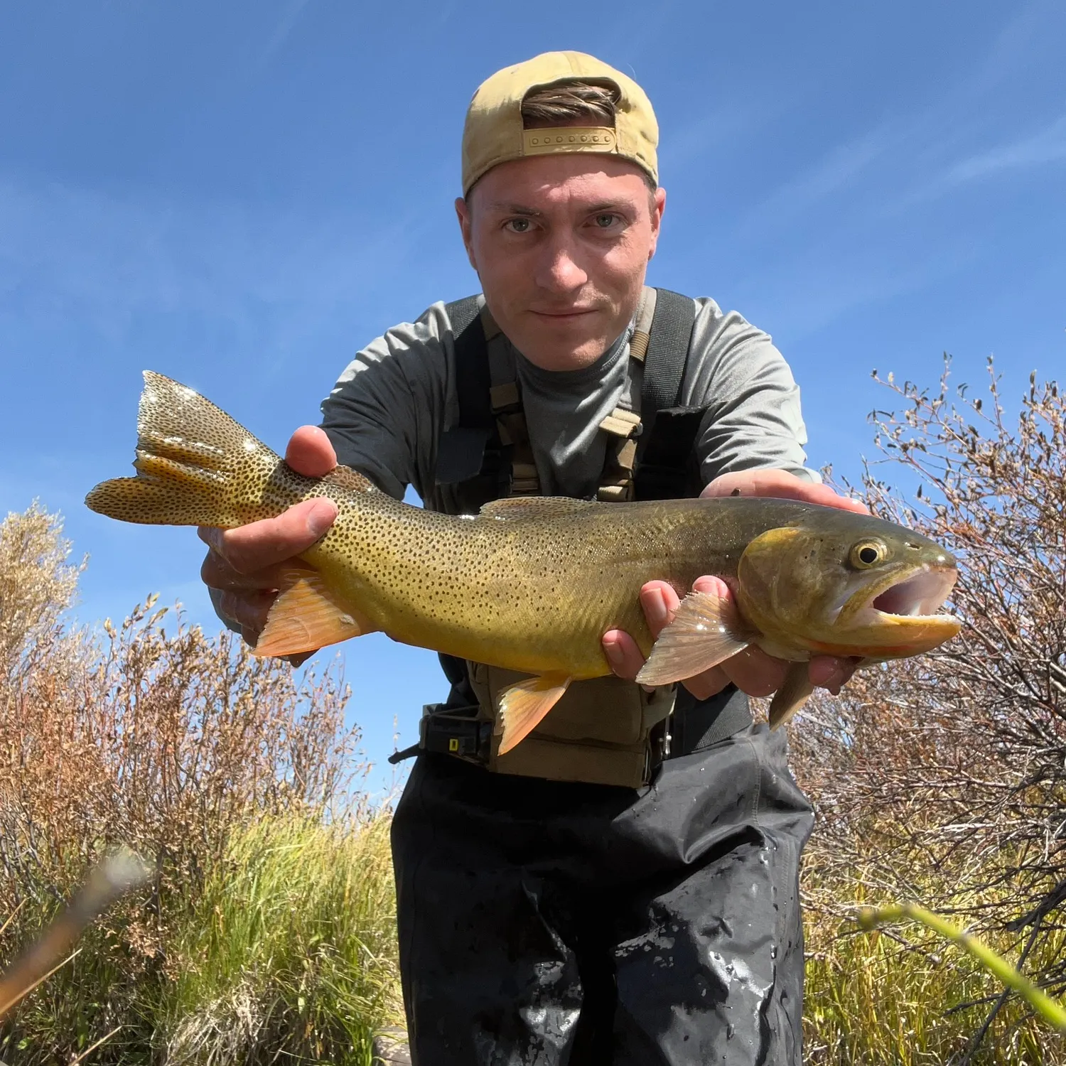 Cutthroat trout caught on Fishbrain
