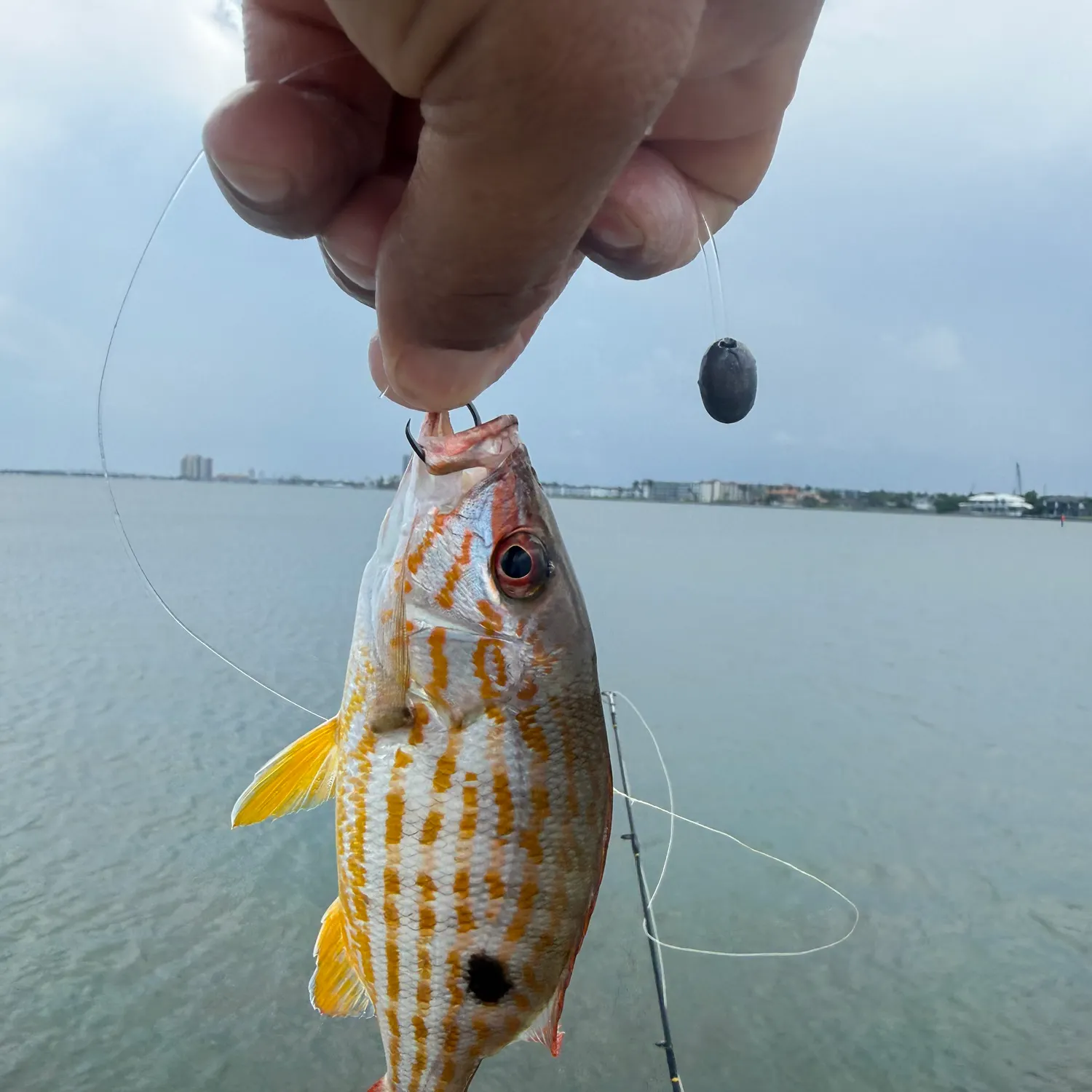 The most recent Lane snapper catches on Fishbrain