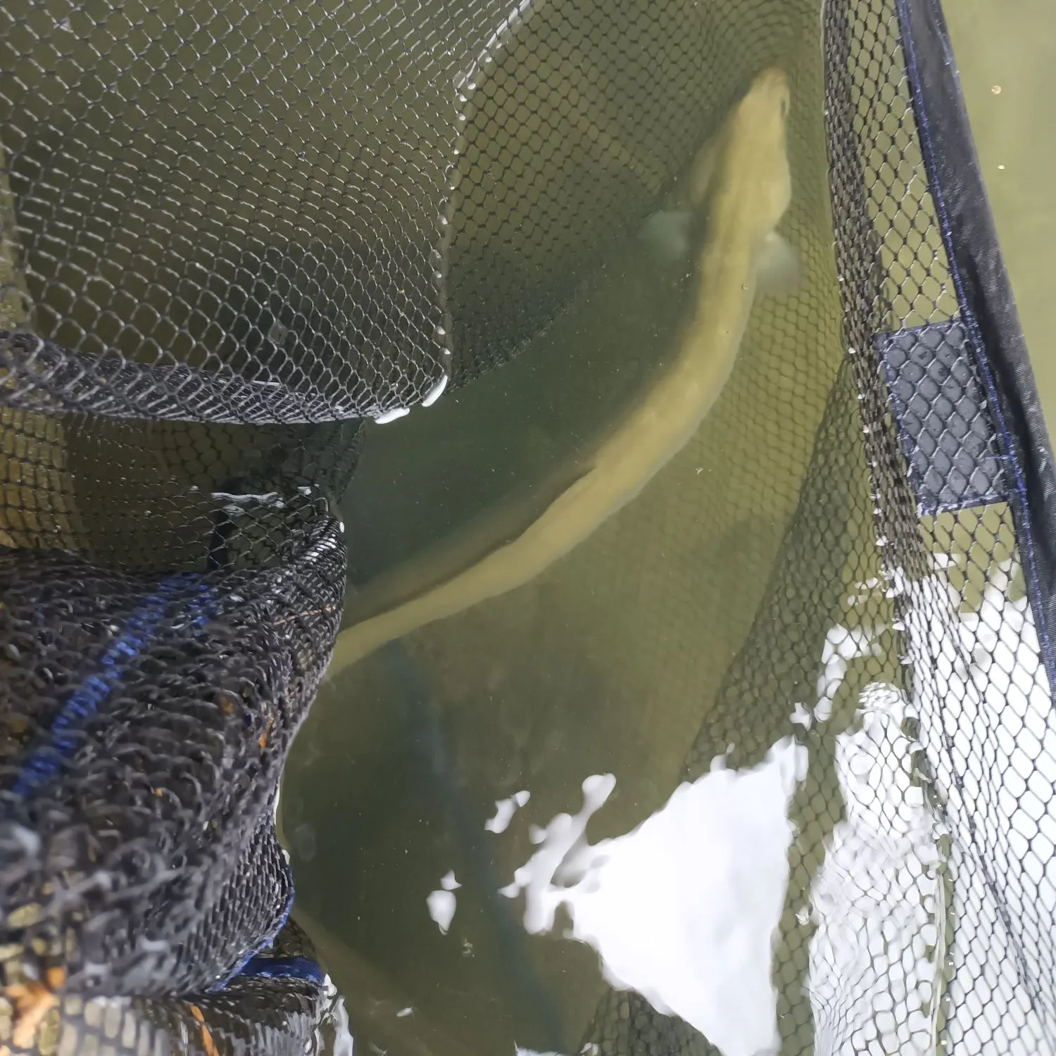 European eel caught on Fishbrain