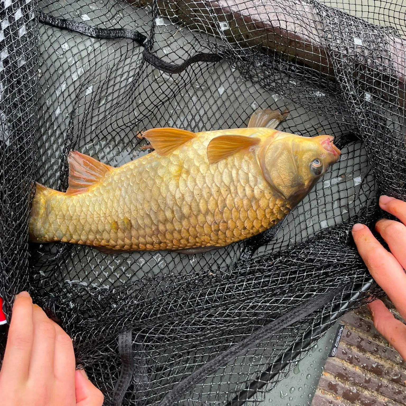 The most recent F1 carp catches on Fishbrain
