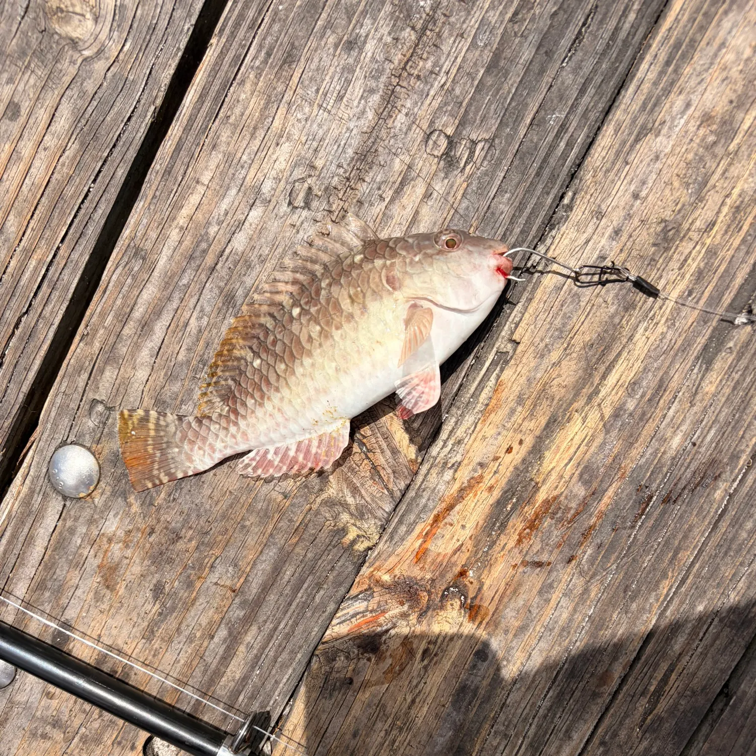 The most recent Stoplight parrotfish catches on Fishbrain