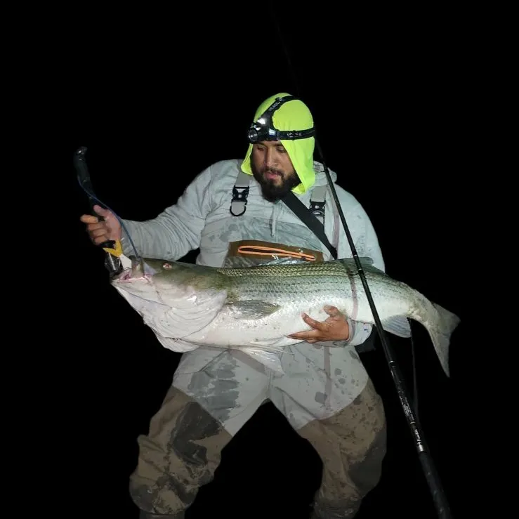 Striped bass caught on Fishbrain