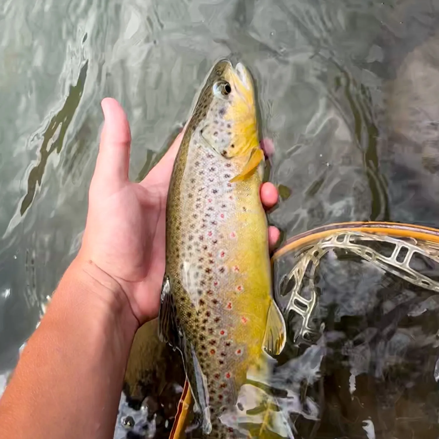 Brown trout caught on Fishbrain