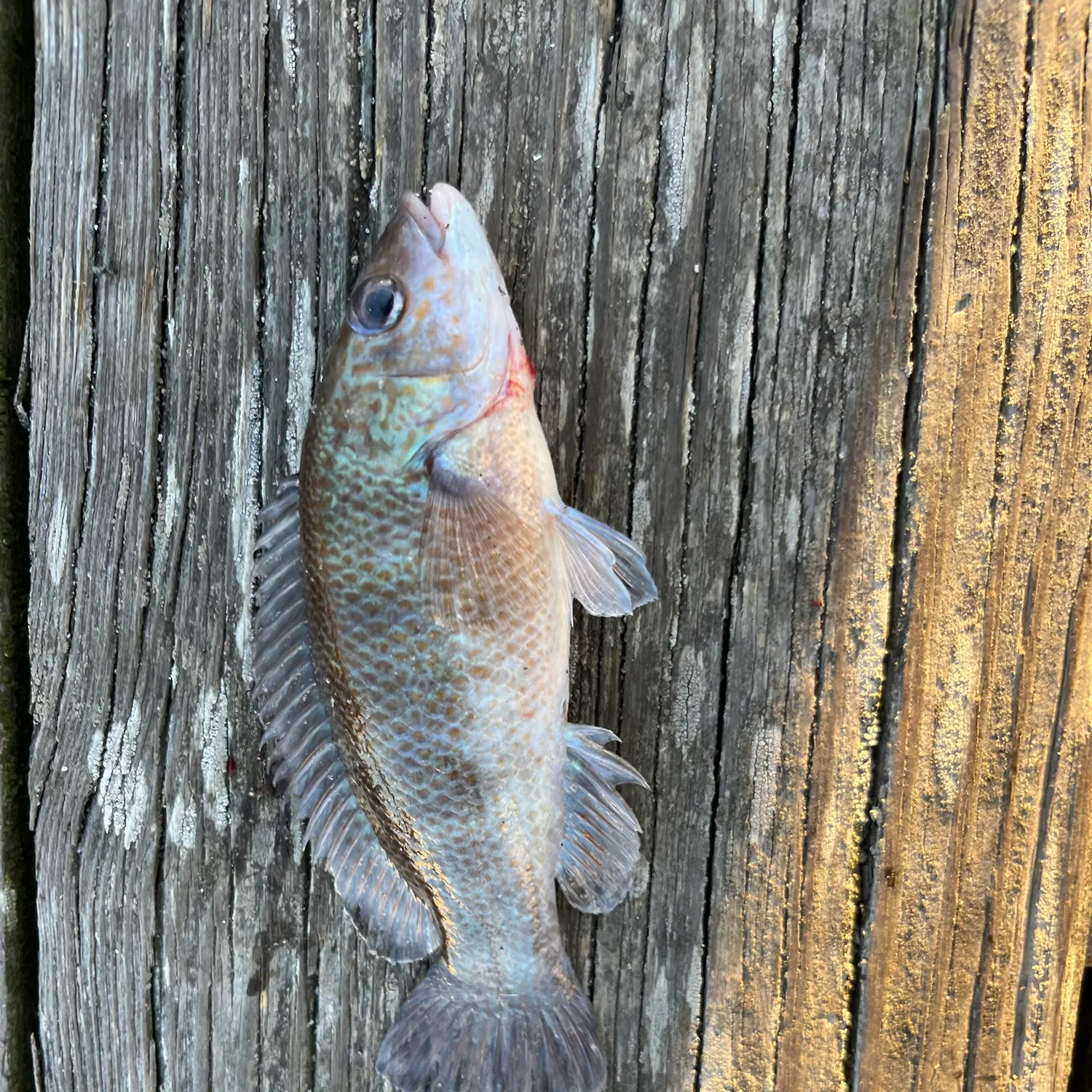 The most recent Cunner catches on Fishbrain