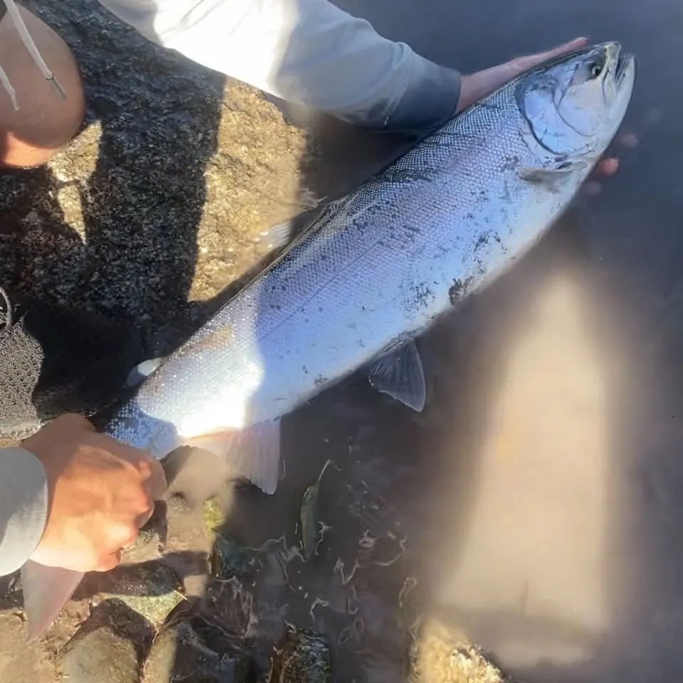 Coho salmon caught on Fishbrain