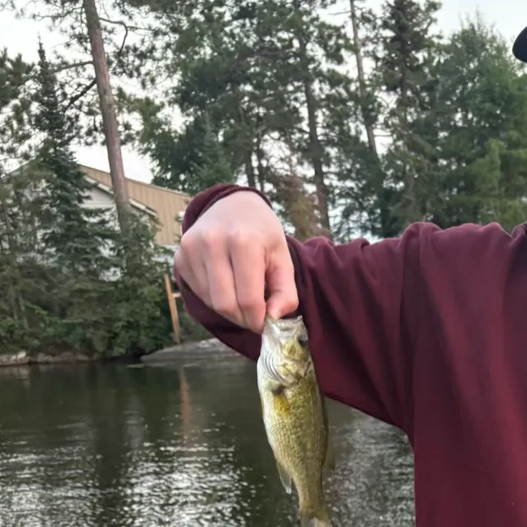 Smallmouth bass caught on Fishbrain