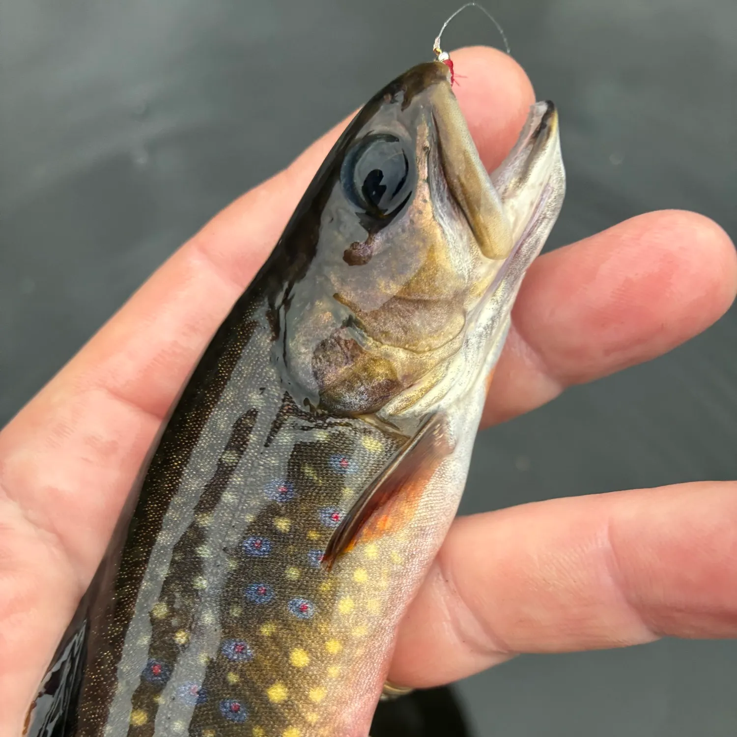 Brook trout caught on Fishbrain