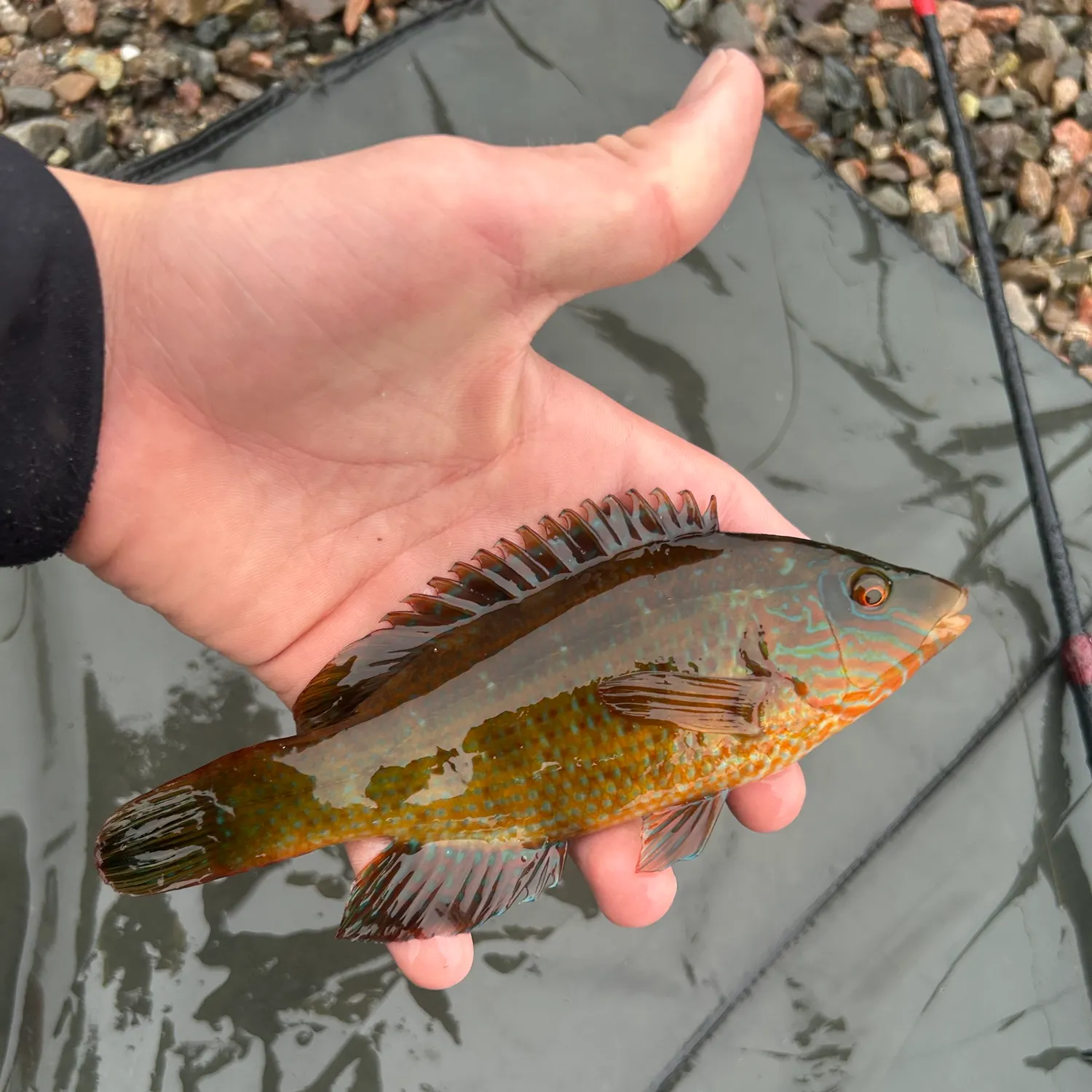 Ballan wrasse caught on Fishbrain
