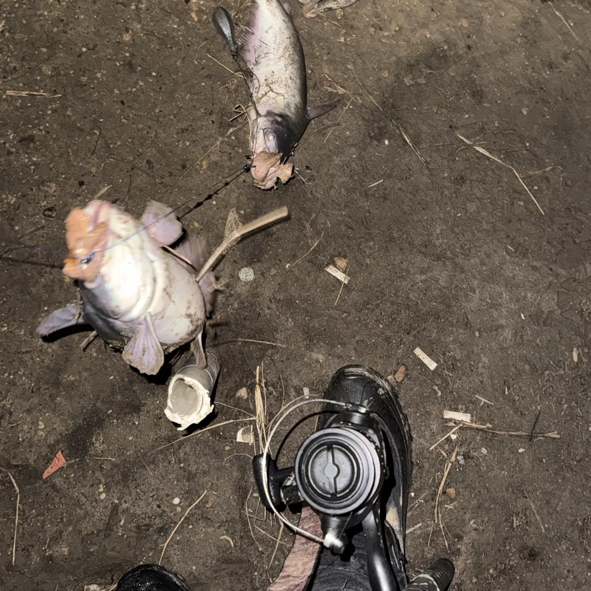 The most recent Blue catfish catches on Fishbrain