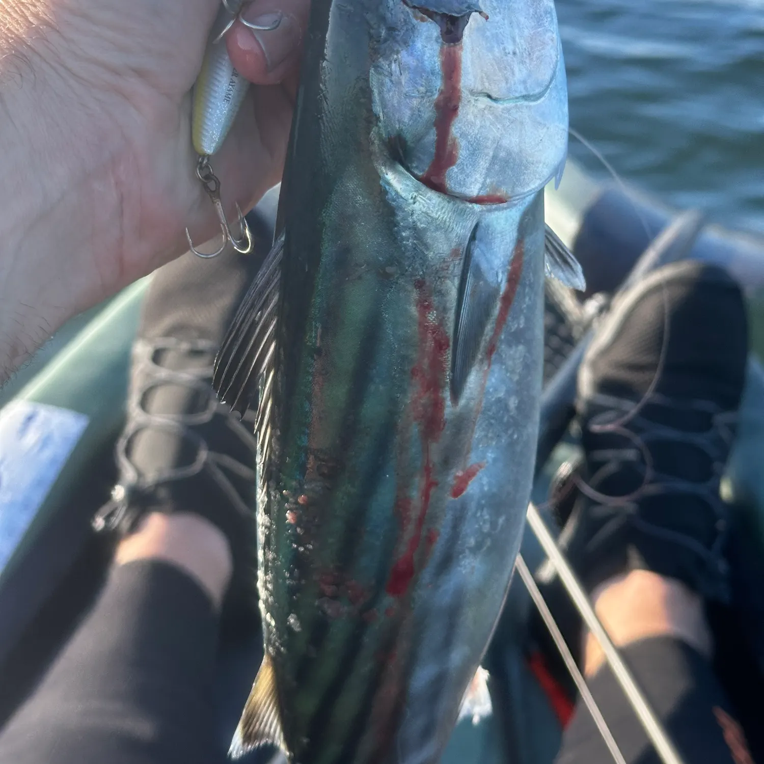 The most recent Eastern Pacific bonito catches on Fishbrain