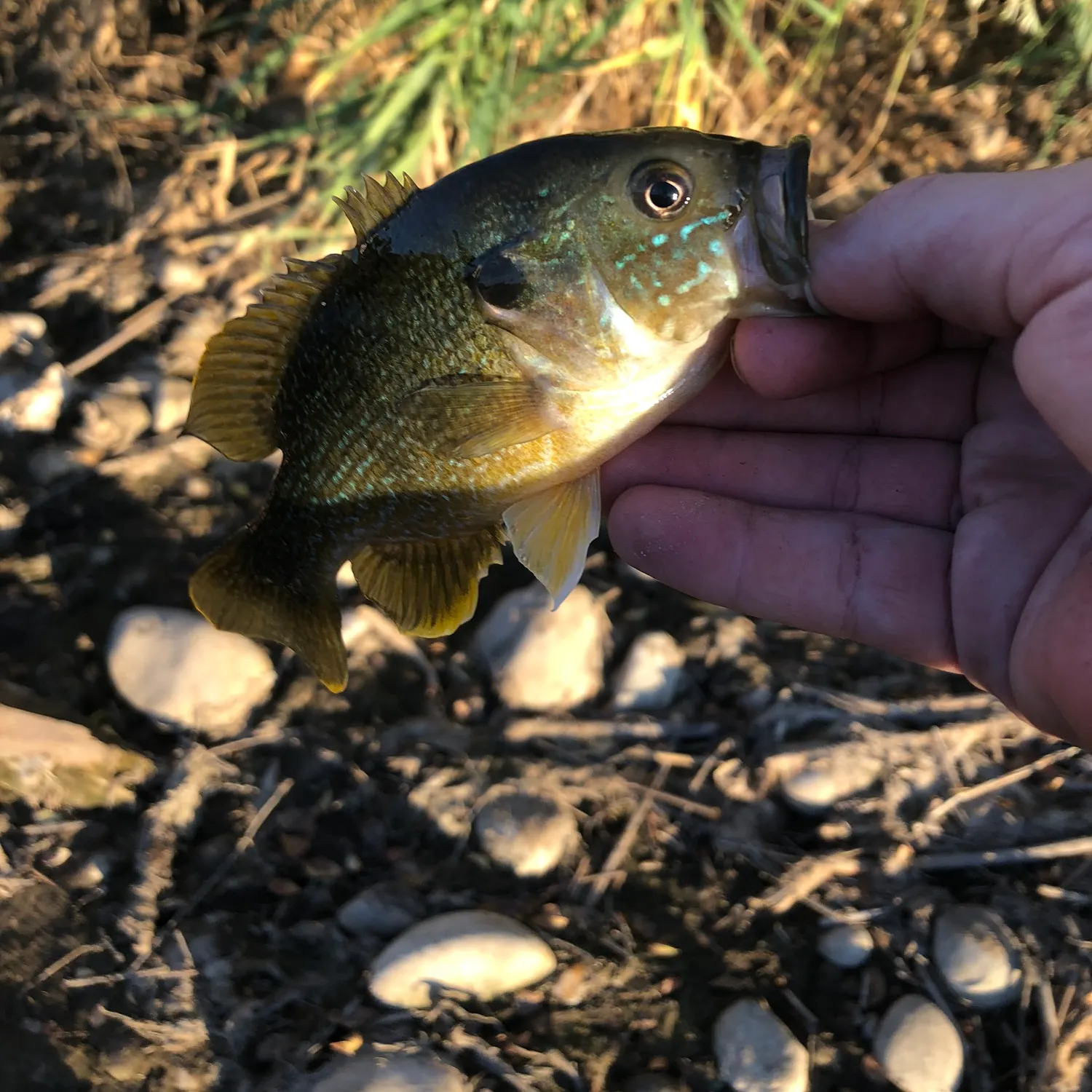 Green sunfish caught on Fishbrain