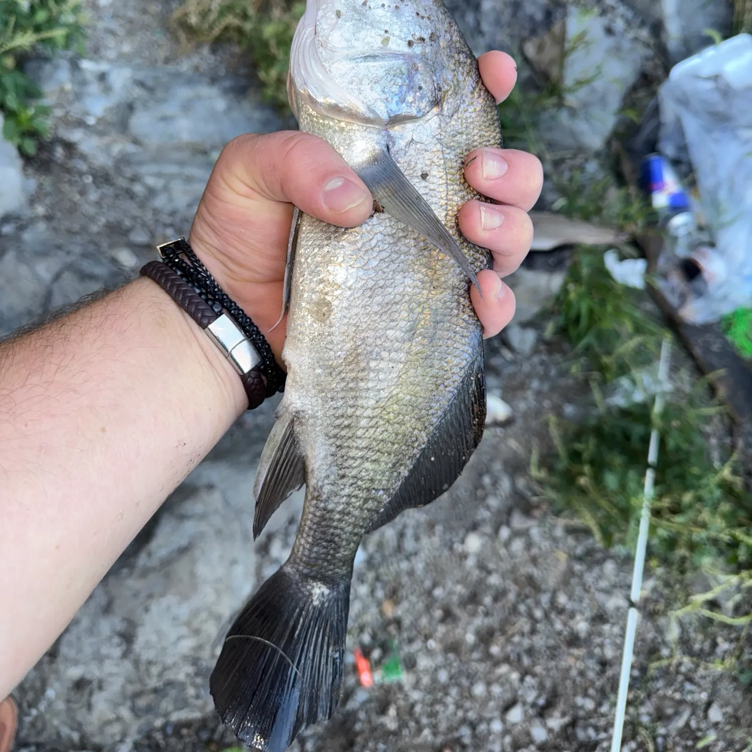 Freshwater drum caught on Fishbrain