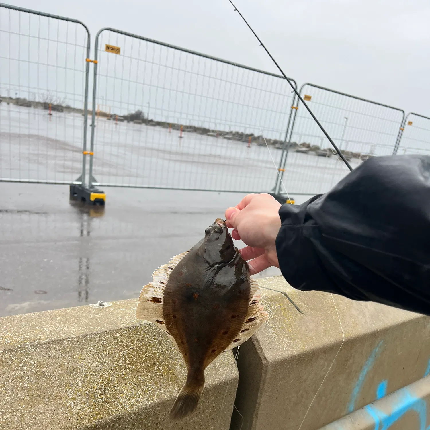The most recent European plaice catches on Fishbrain