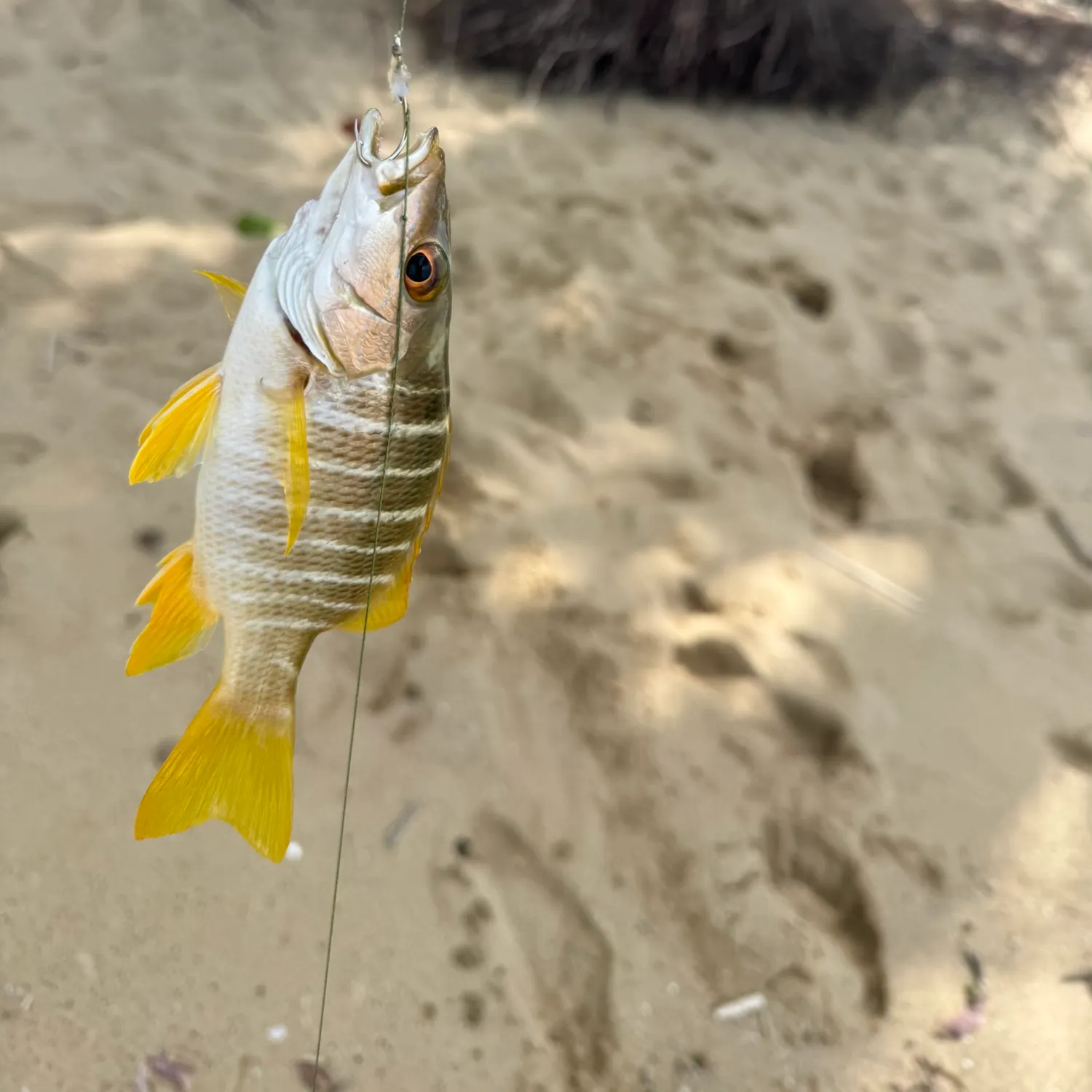 The most recent Schoolmaster snapper catches on Fishbrain