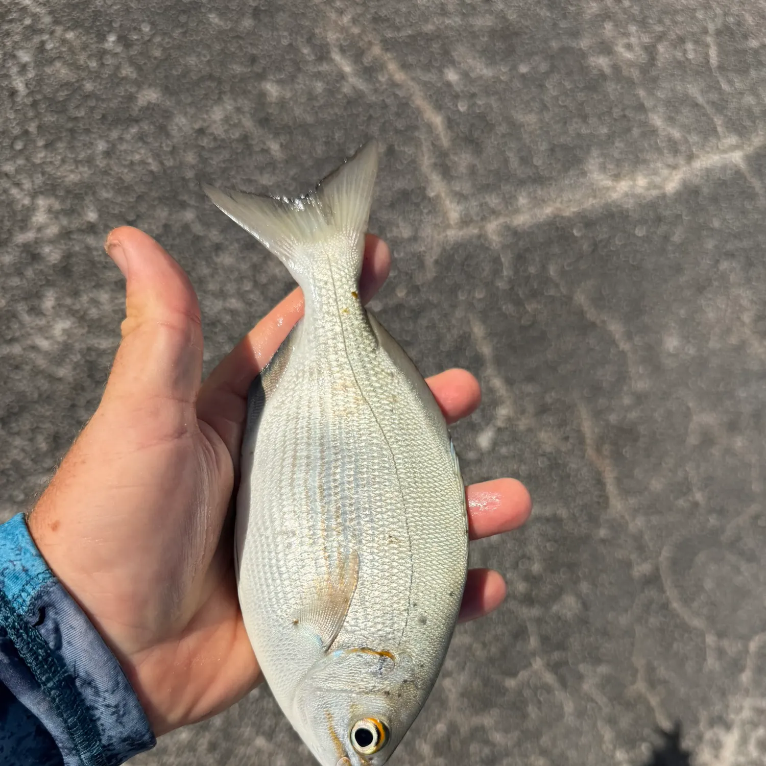 Bermuda sea chub caught on Fishbrain