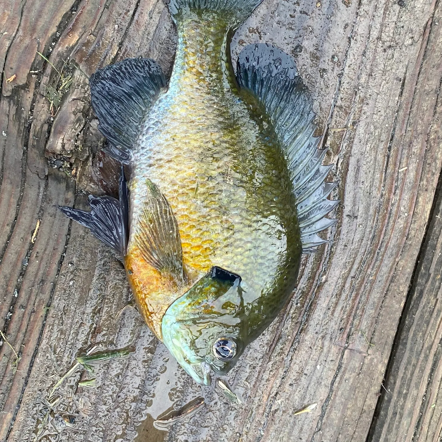 Bluegill caught on Fishbrain