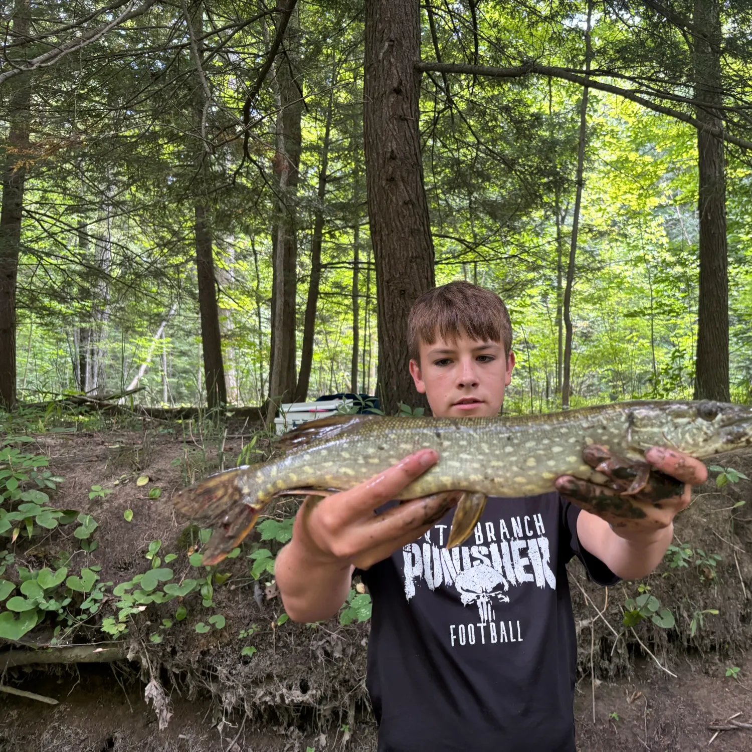 Northern pike caught on Fishbrain