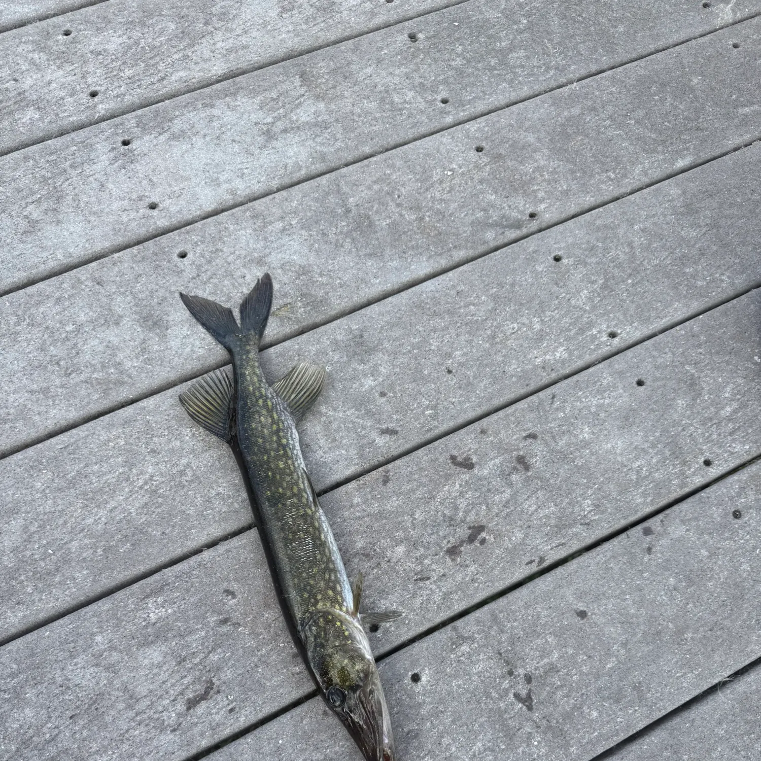 The most recent Chain pickerel catches on Fishbrain