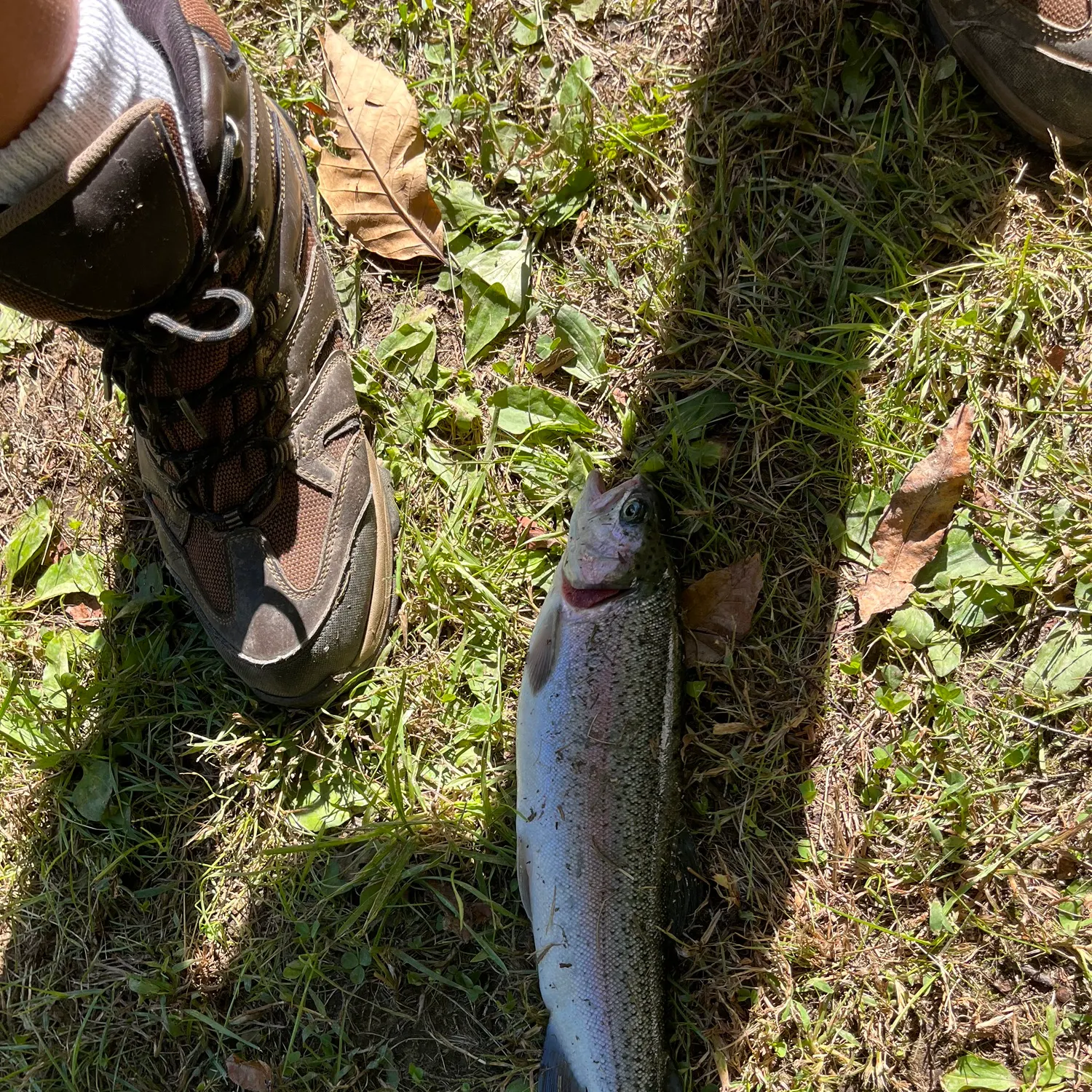 Rainbow trout caught on Fishbrain