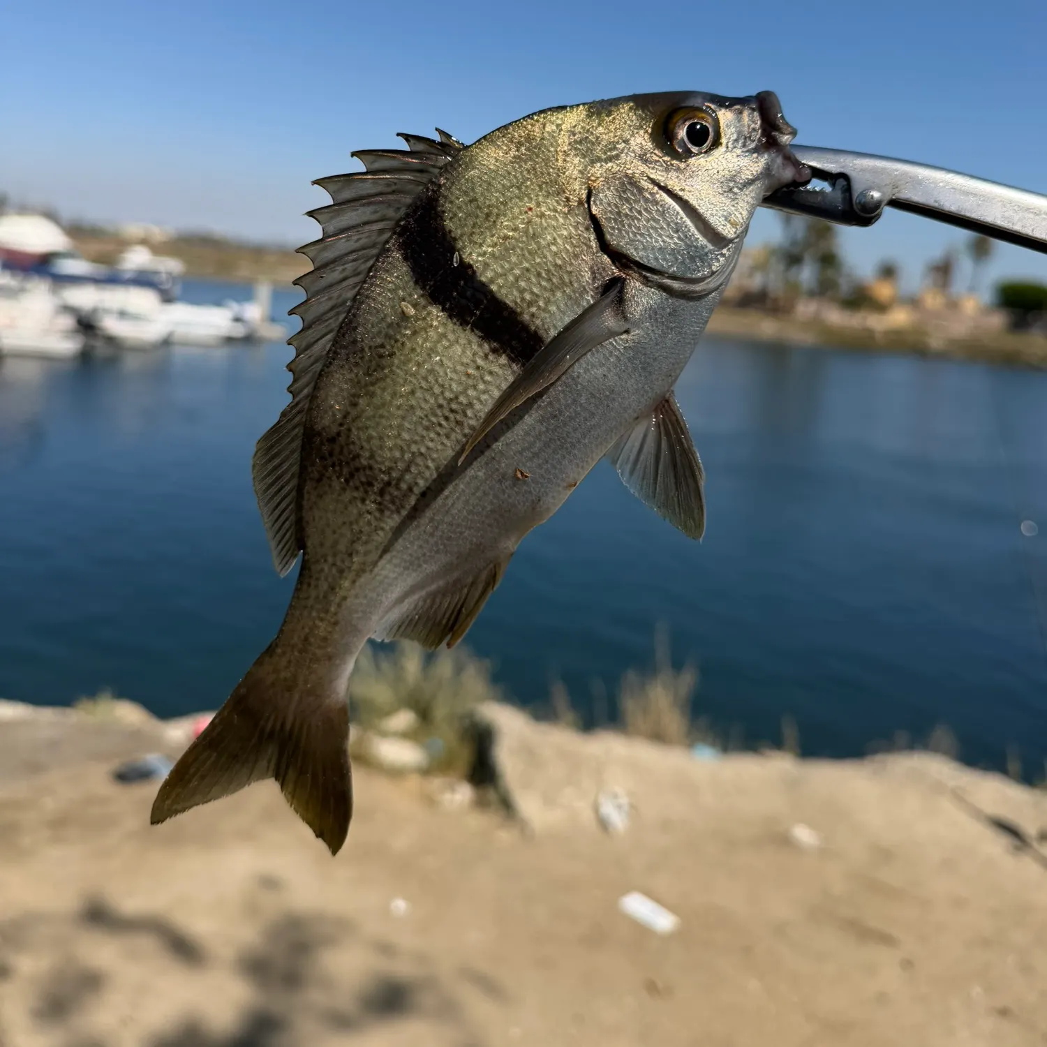 The most recent Sargo catches on Fishbrain