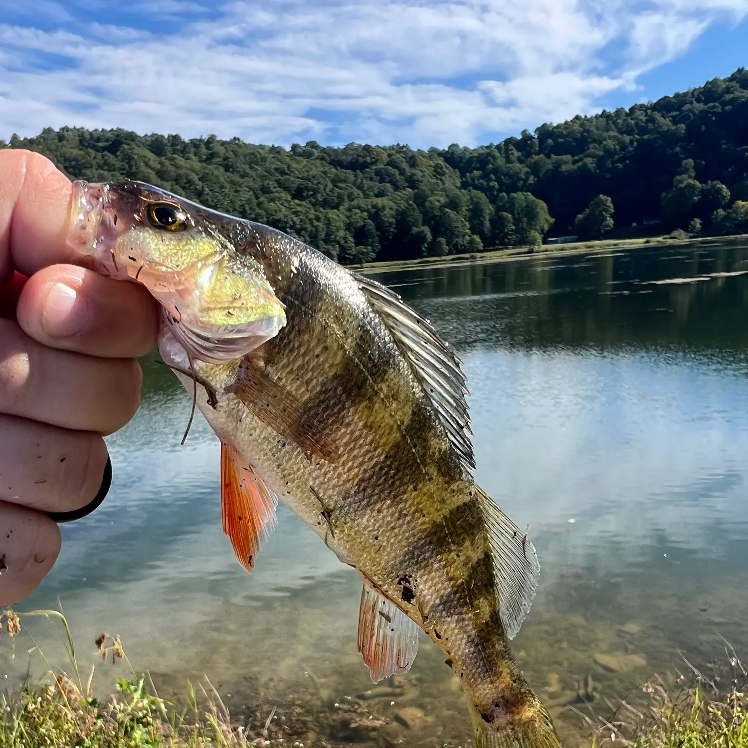 Yellow perch caught on Fishbrain