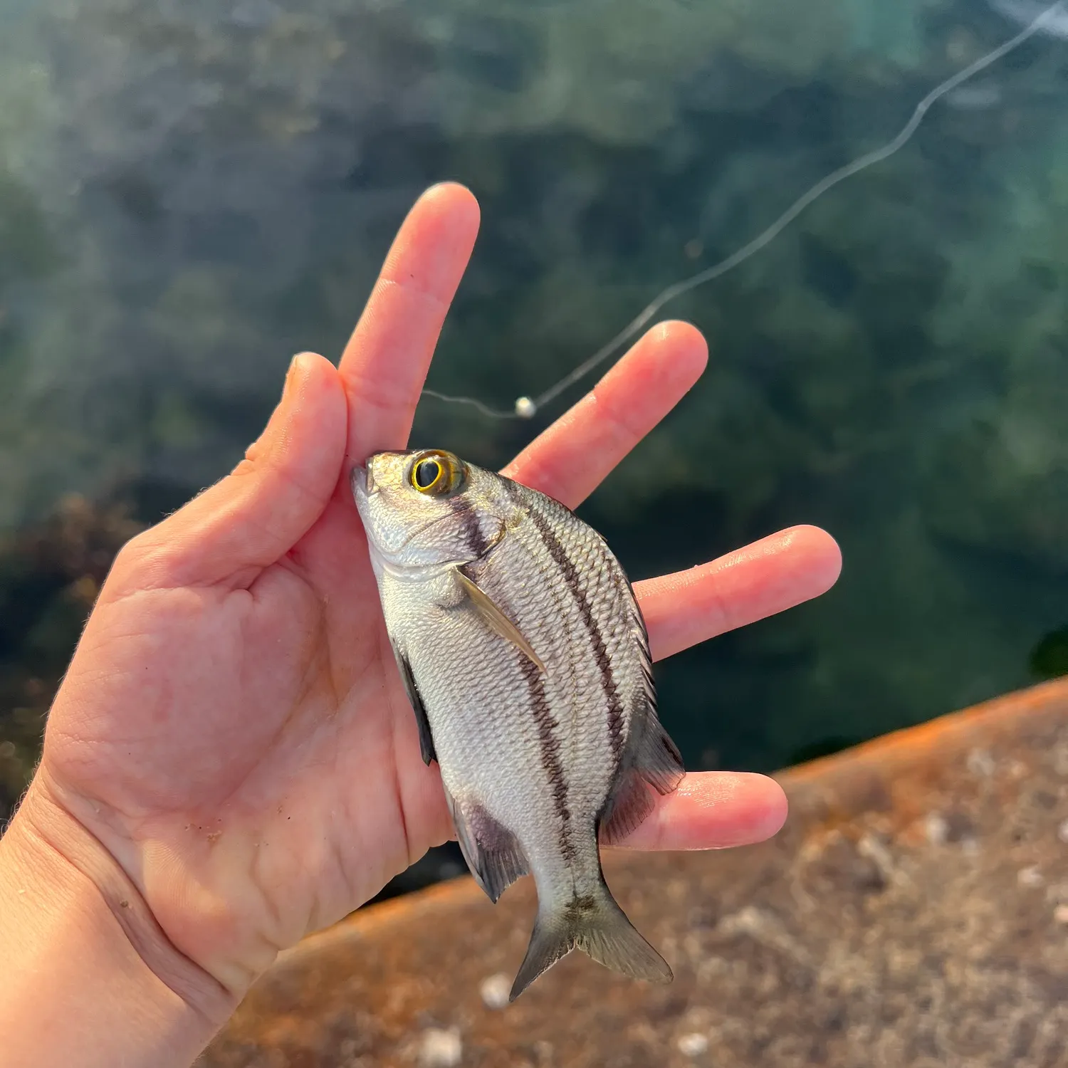 The most recent Black margate catches on Fishbrain