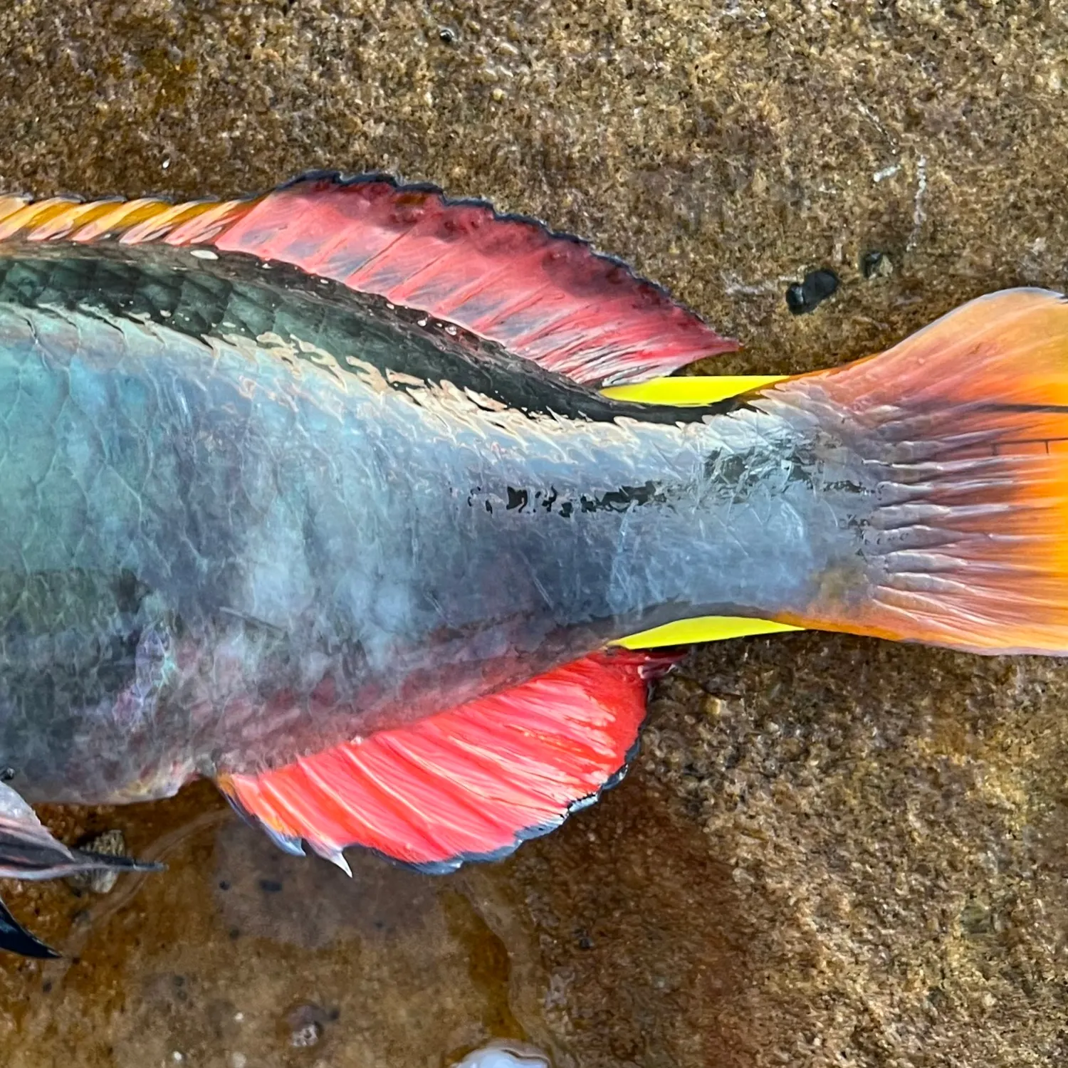 The most popular recent Crimsonband wrasse catch on Fishbrain