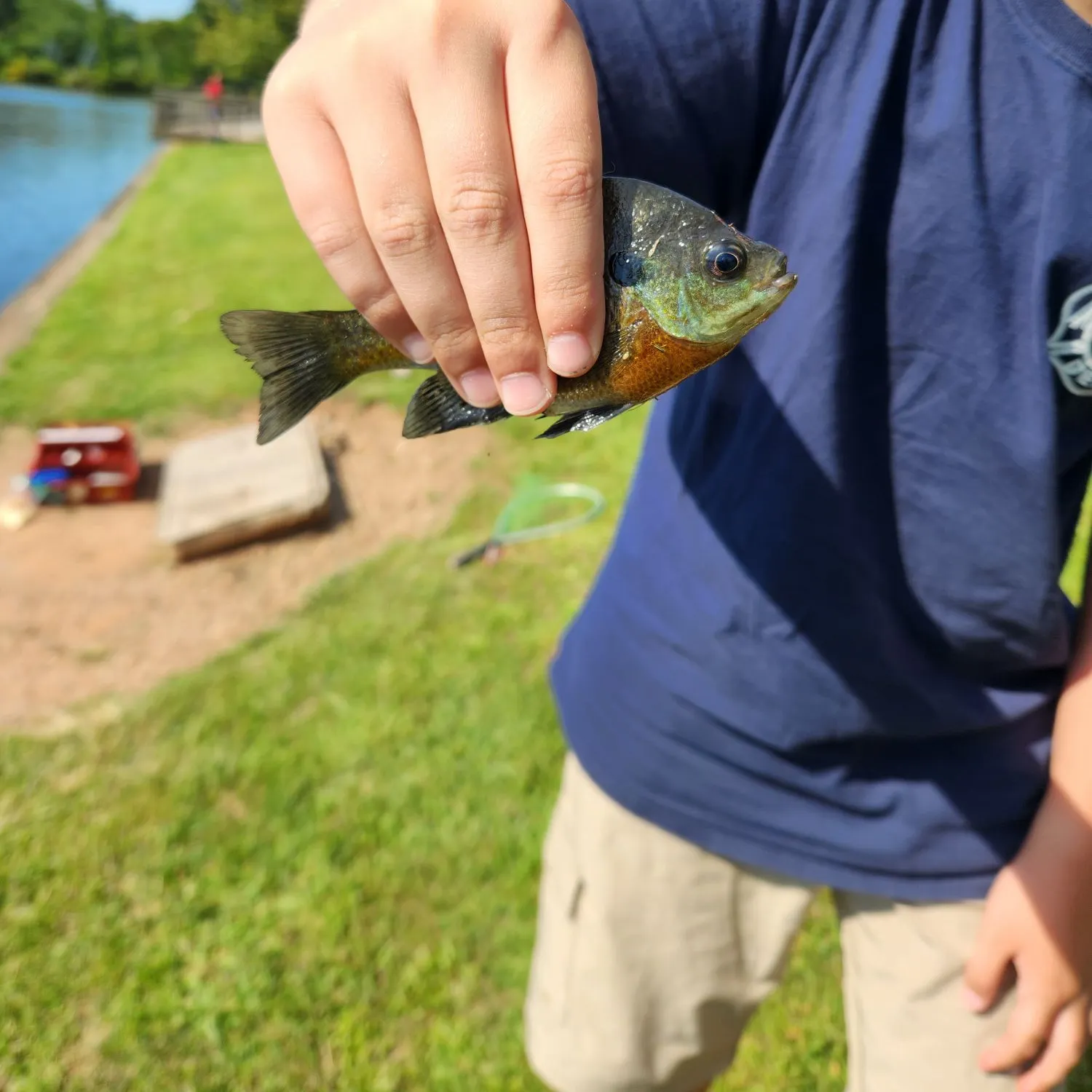 Bluegill caught on Fishbrain