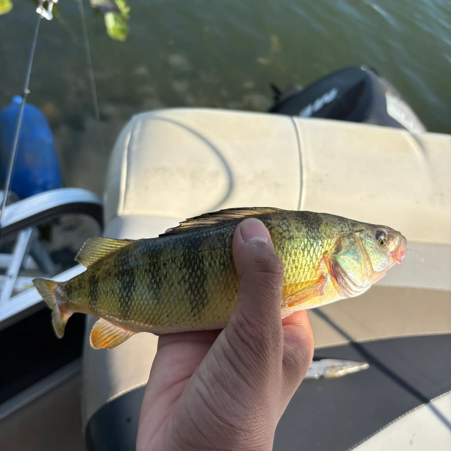 Yellow perch caught on Fishbrain