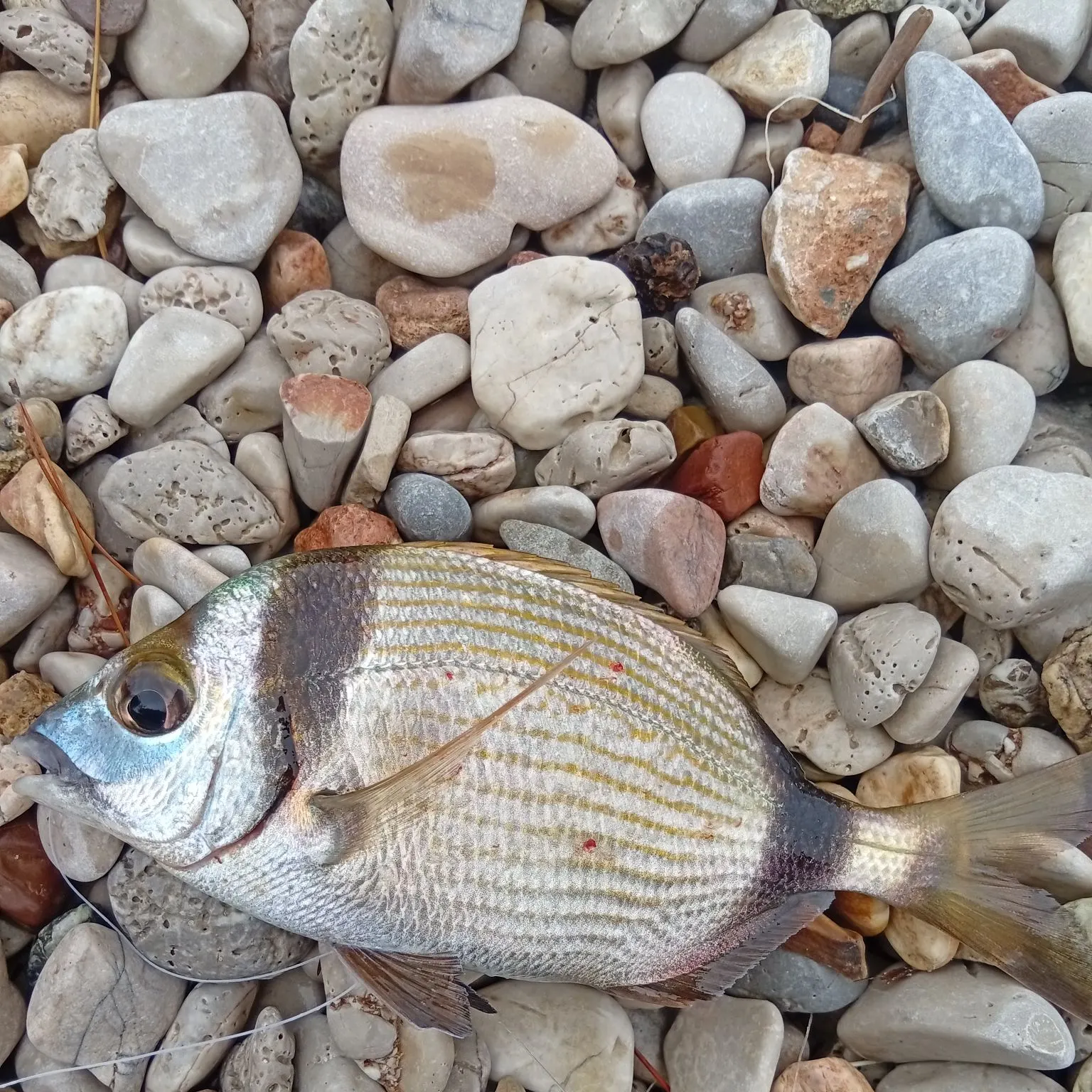 Common two-banded seabream caught on Fishbrain