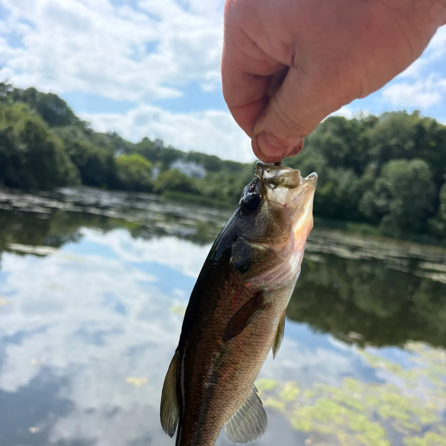 Largemouth bass caught on Fishbrain