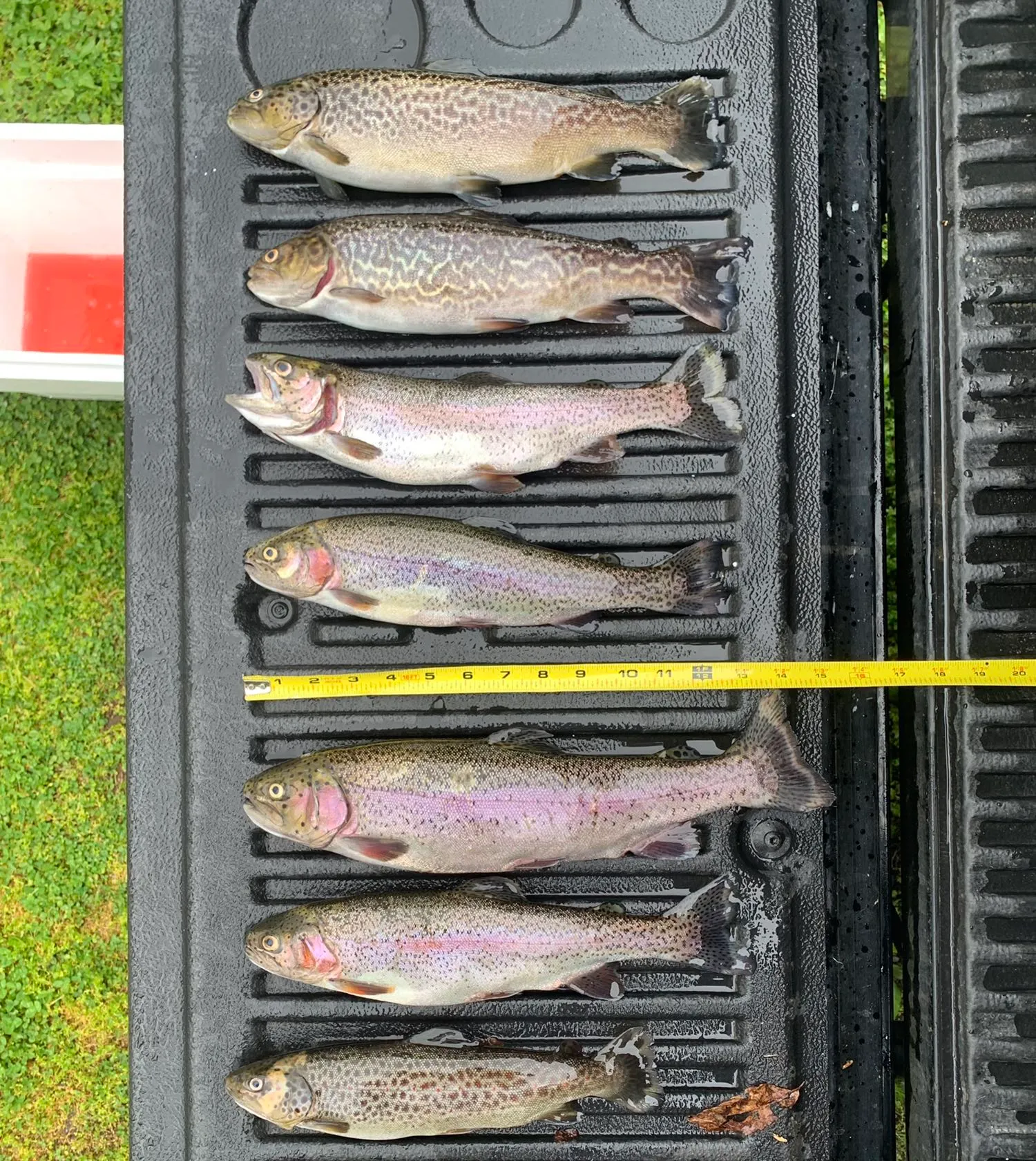 recently logged catches