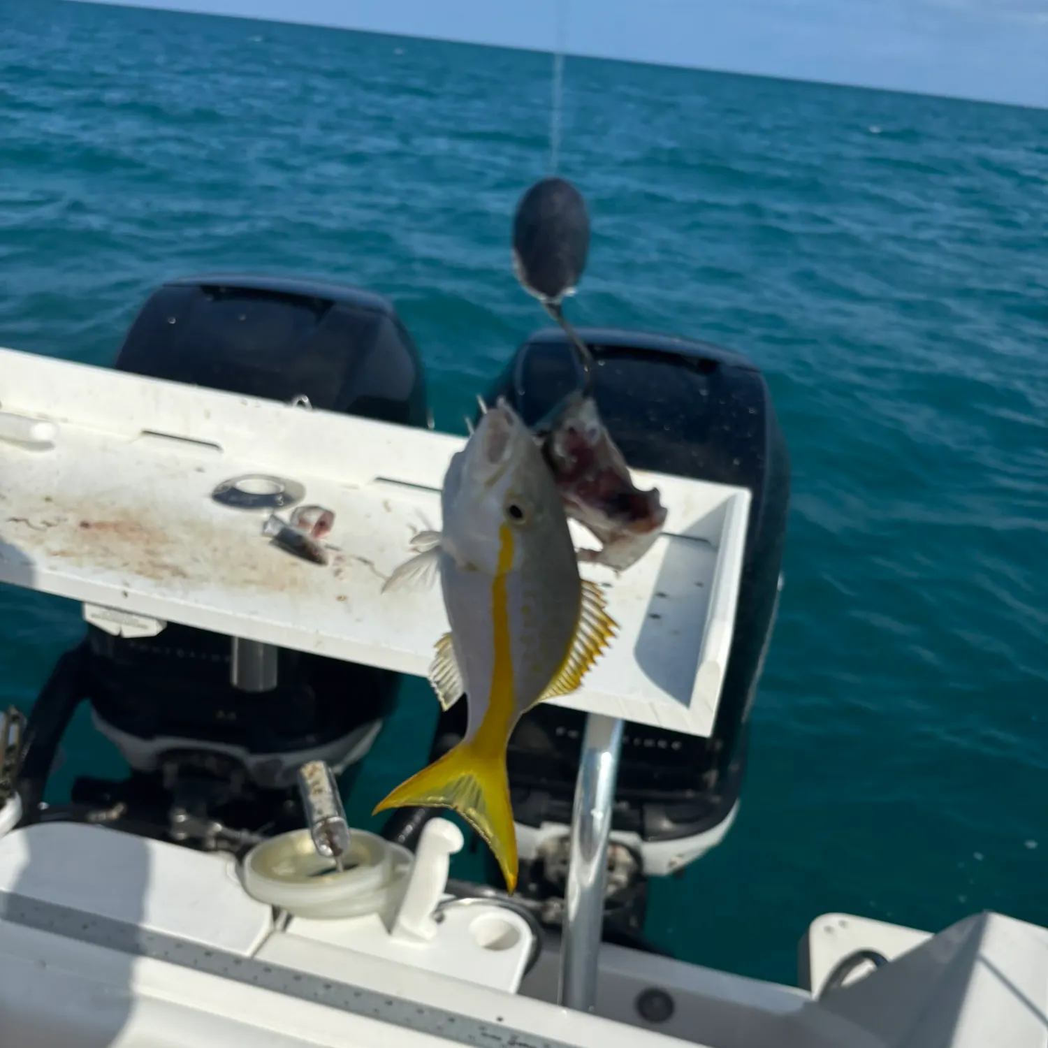 The most recent Yellowtail snapper catches on Fishbrain