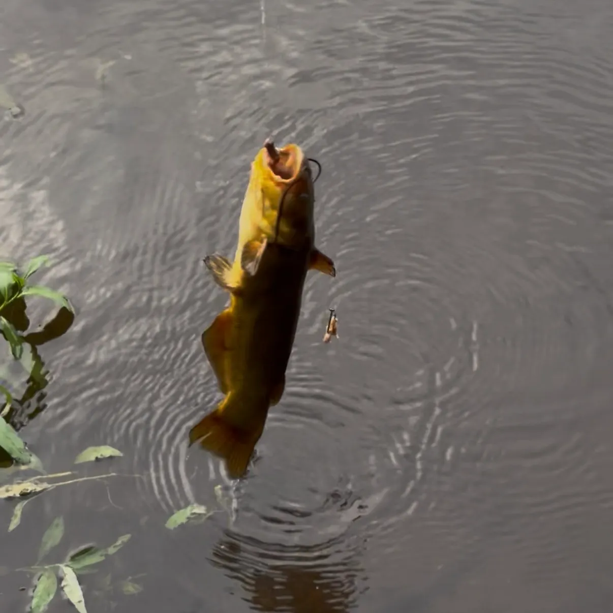 Black bullhead caught on Fishbrain