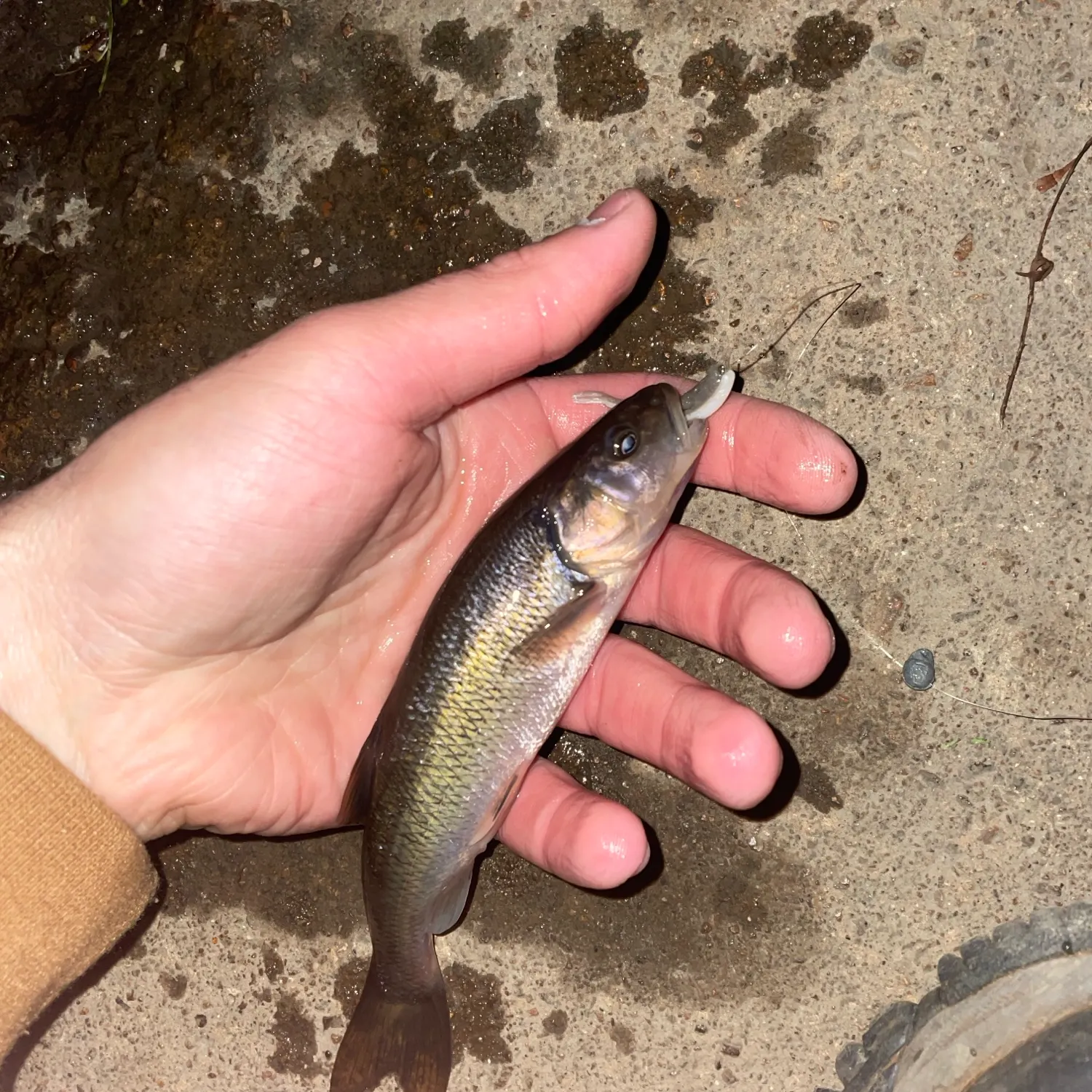 Creek chub caught on Fishbrain