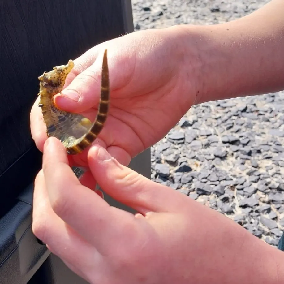 Longnose seahorse caught on Fishbrain