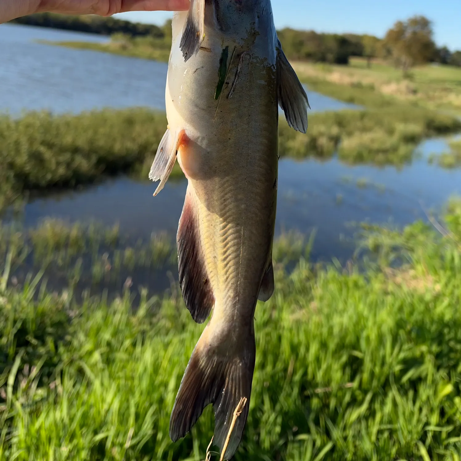 Channel catfish caught on Fishbrain