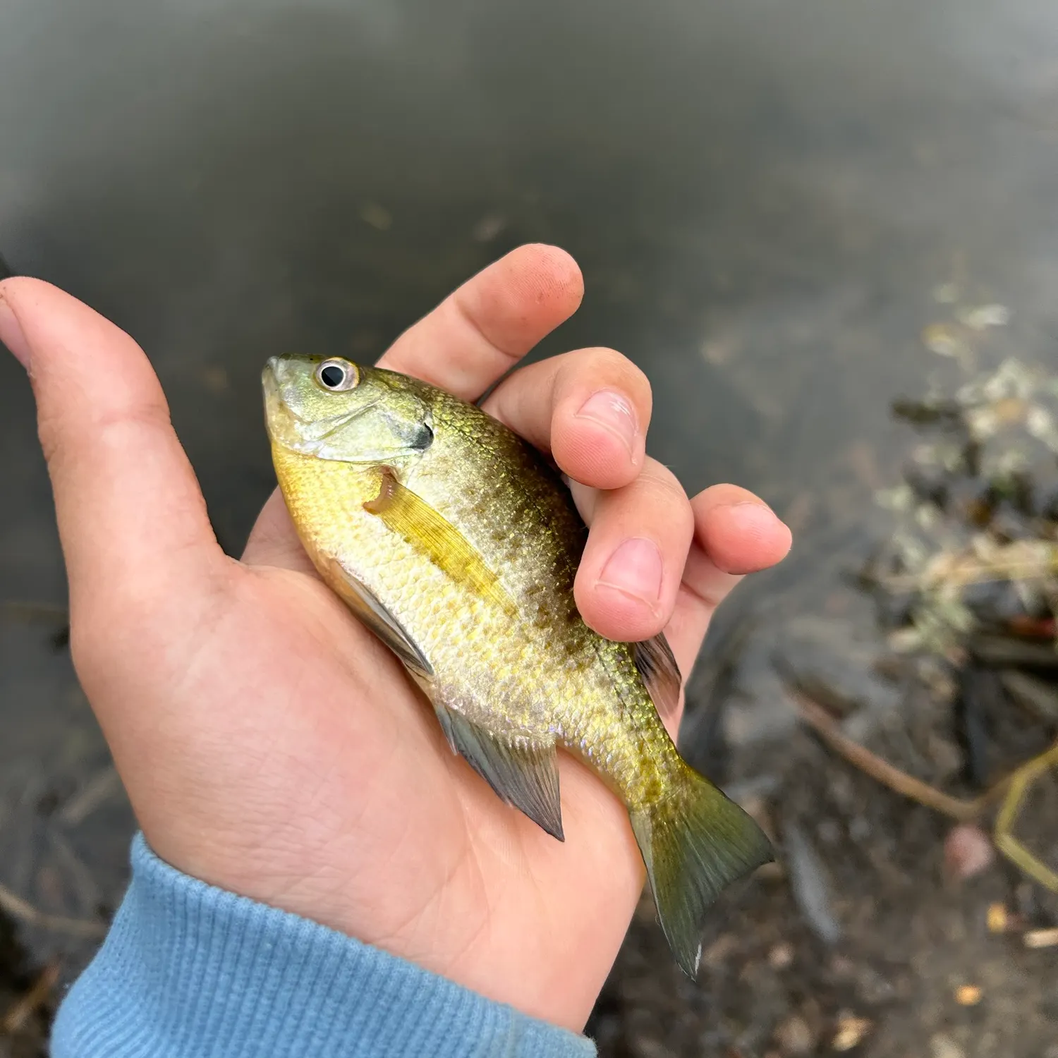 Bluegill caught on Fishbrain