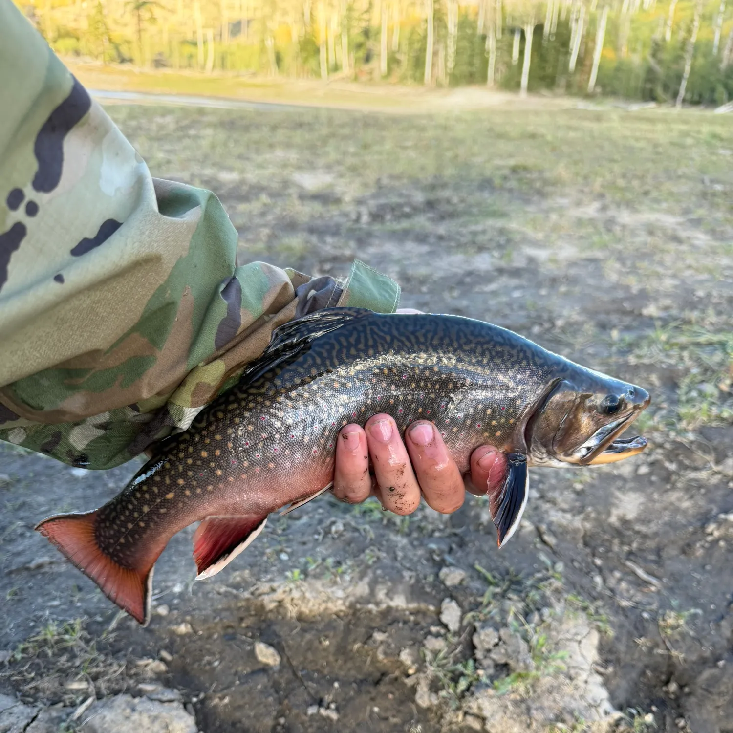 Brook trout caught on Fishbrain