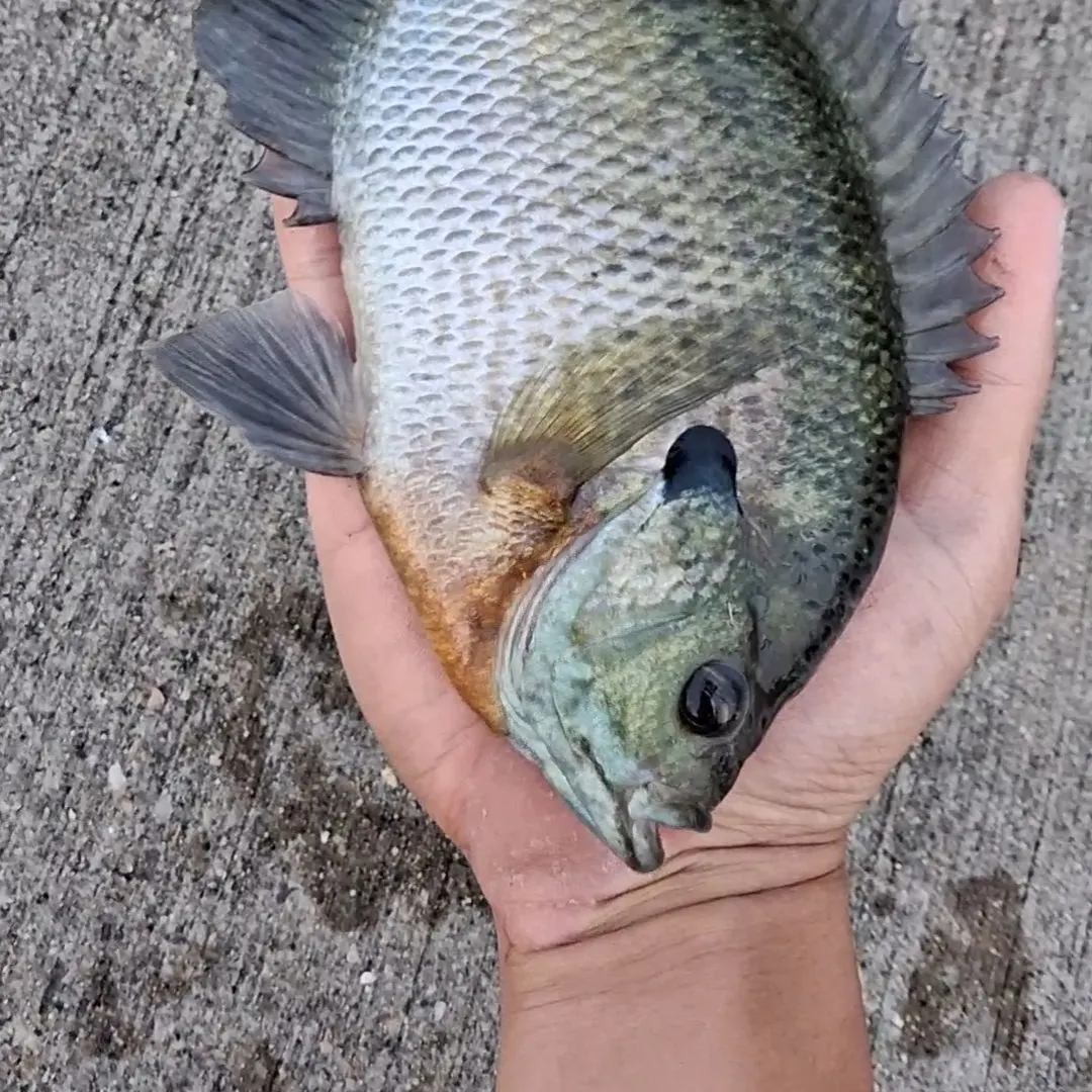 Bluegill caught on Fishbrain