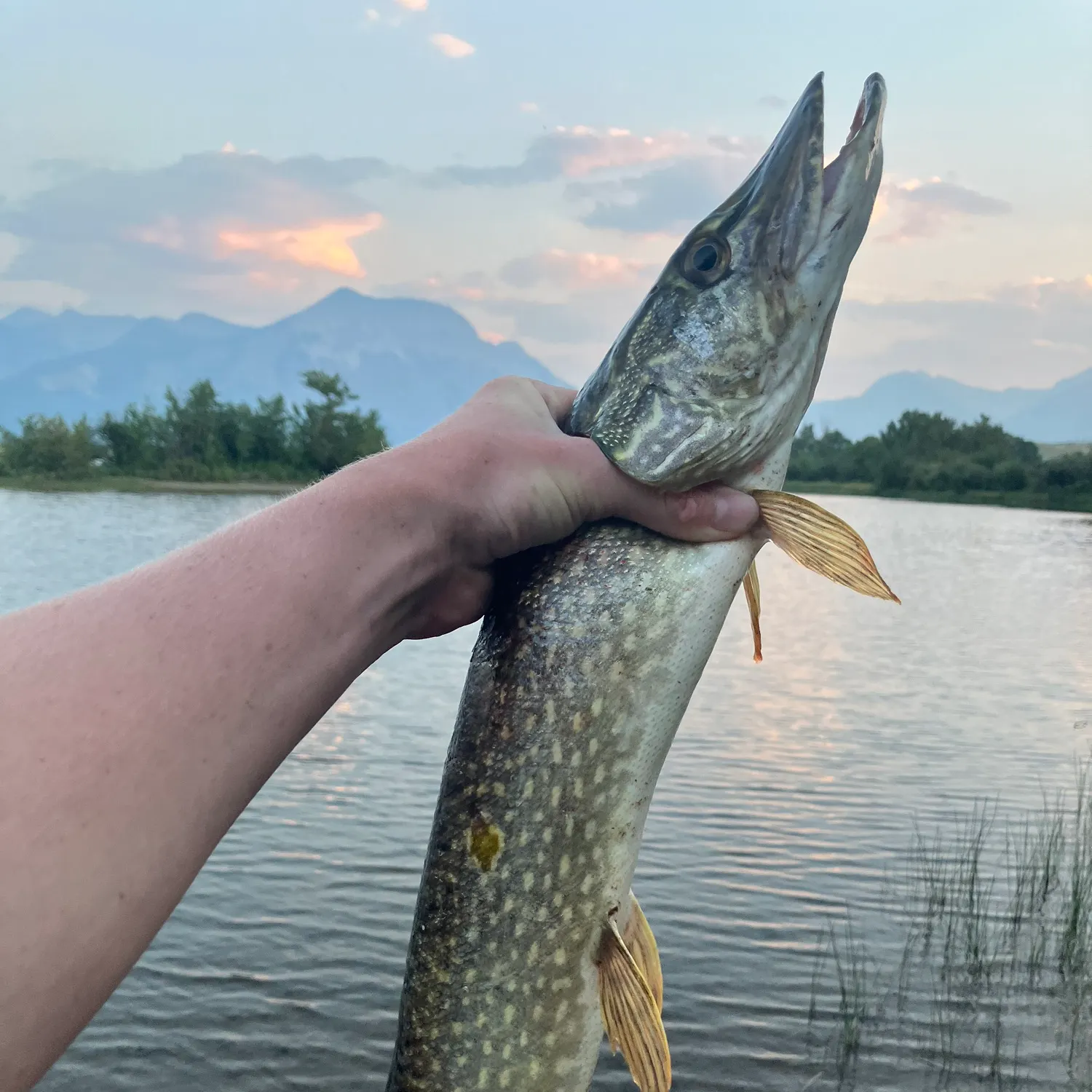 Northern pike caught on Fishbrain