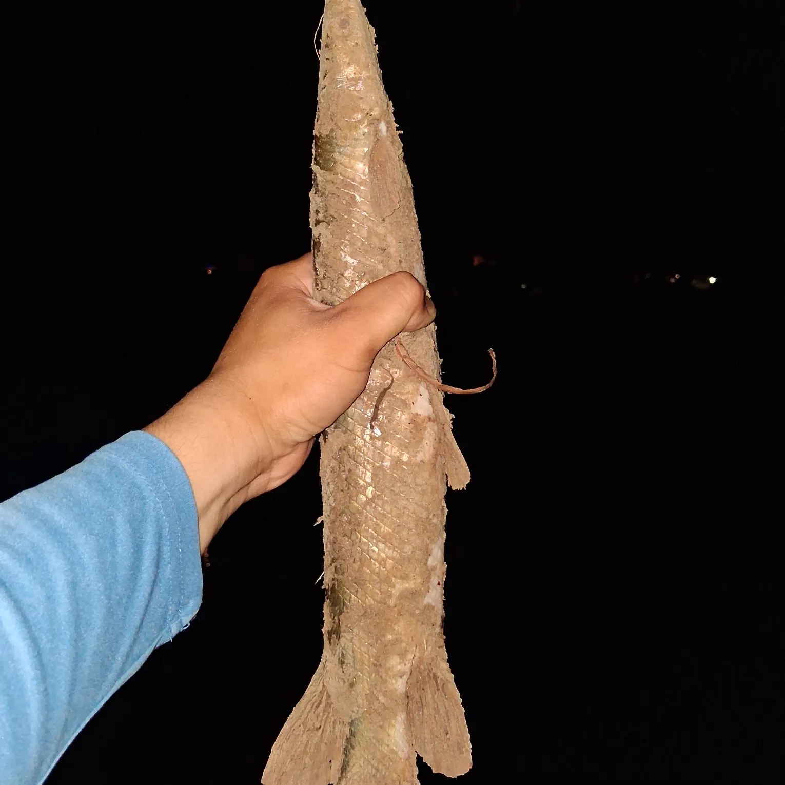 Longnose gar caught on Fishbrain