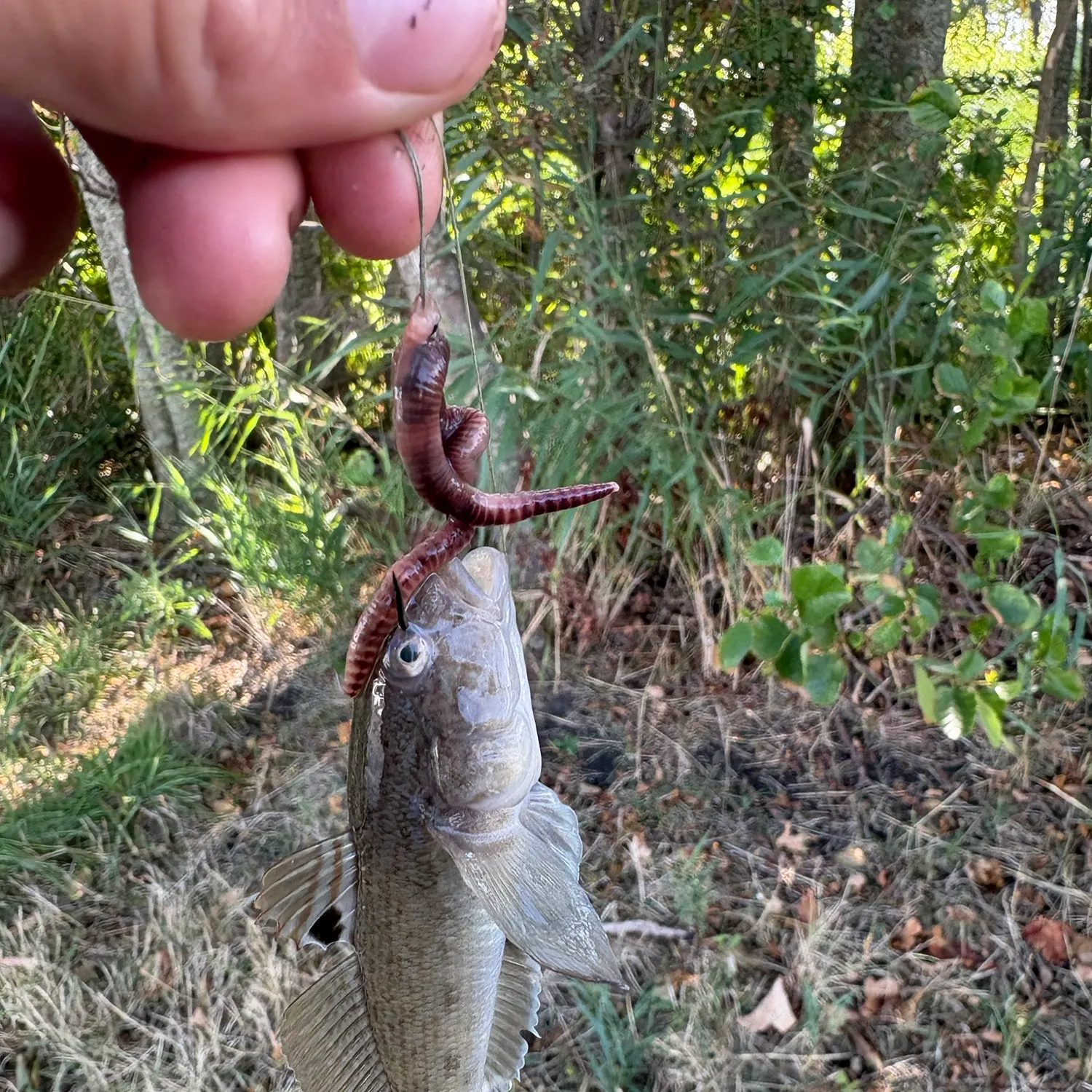 Round goby caught on Fishbrain